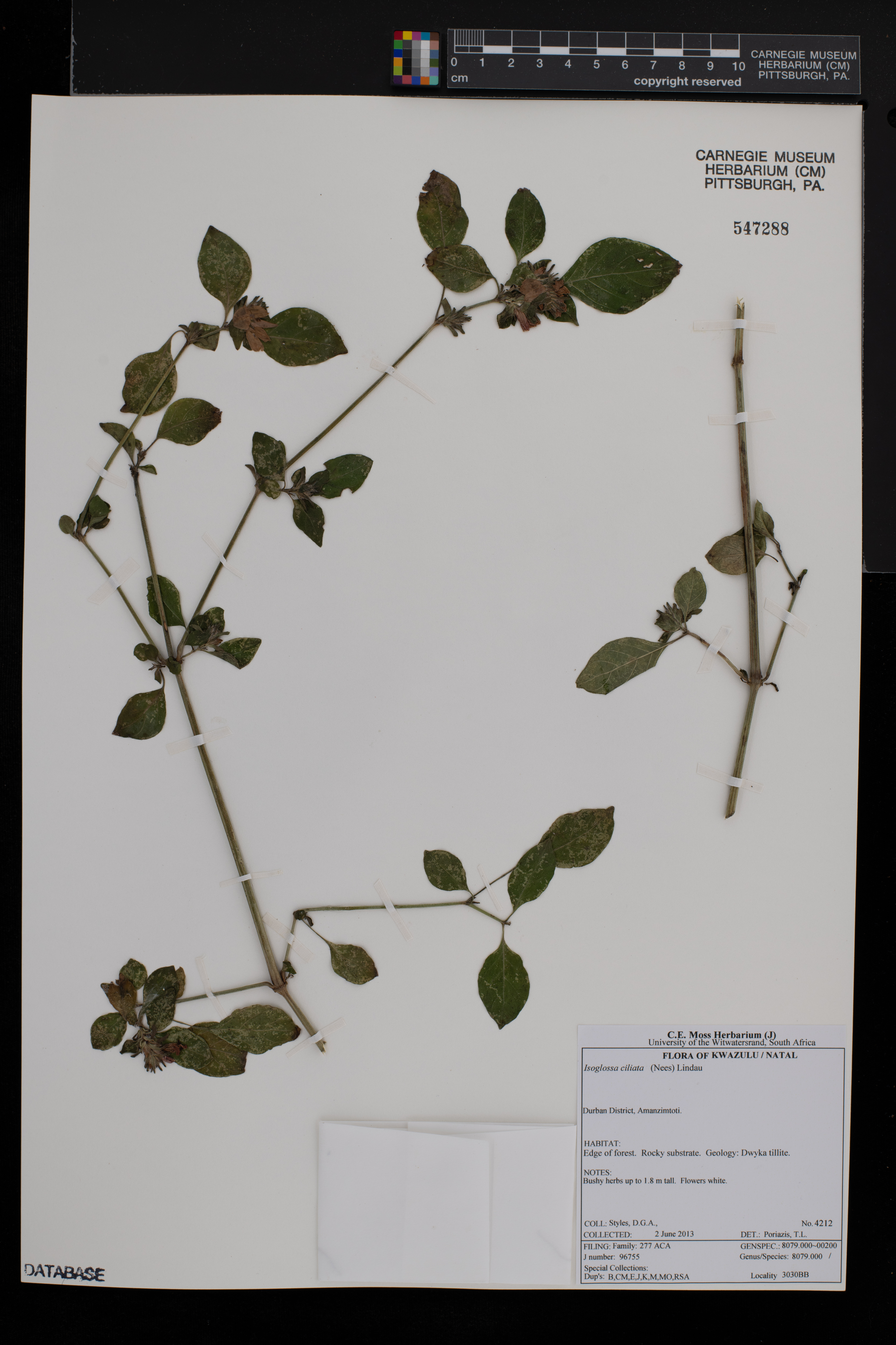 Isoglossa ciliata image
