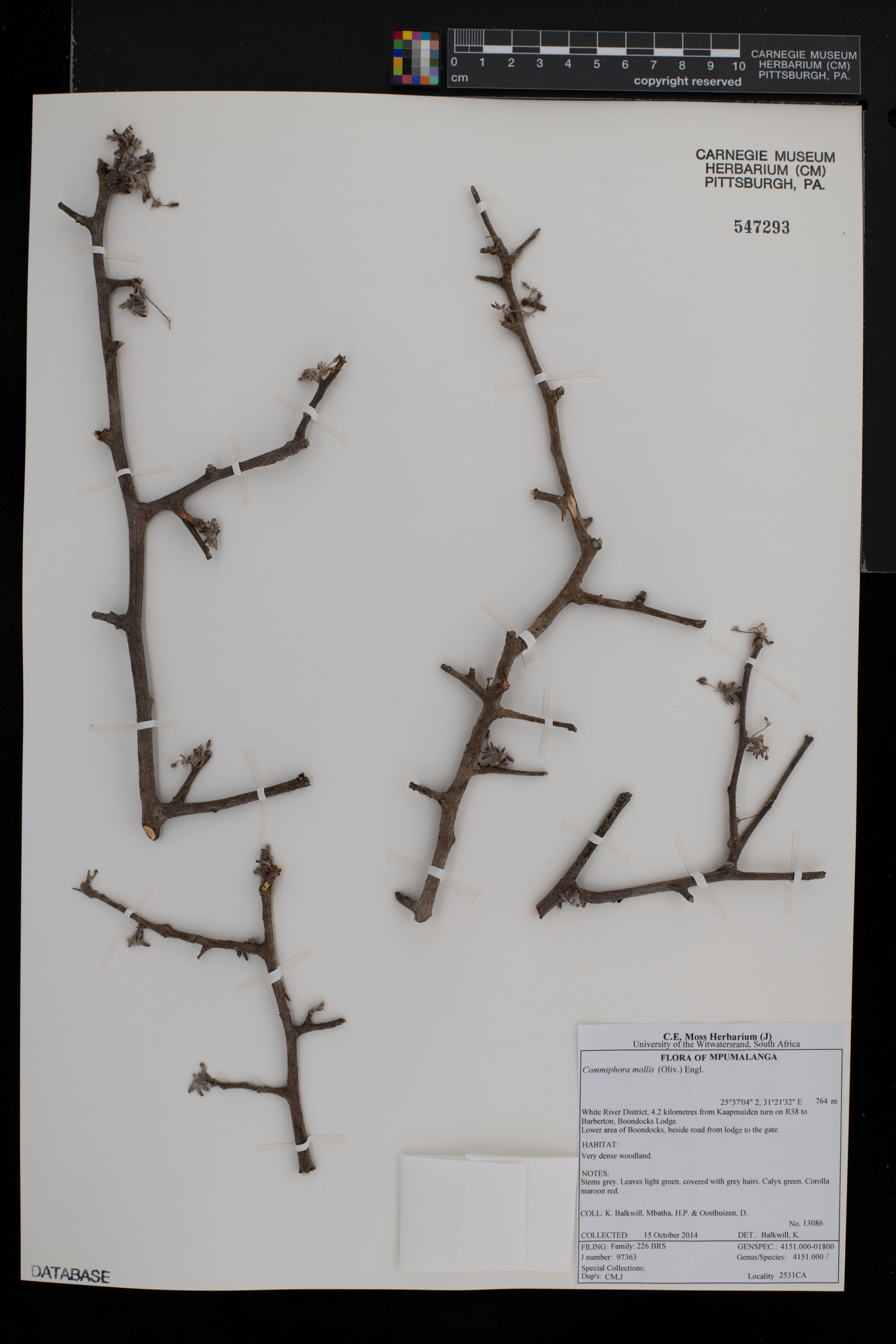Commiphora mollis image