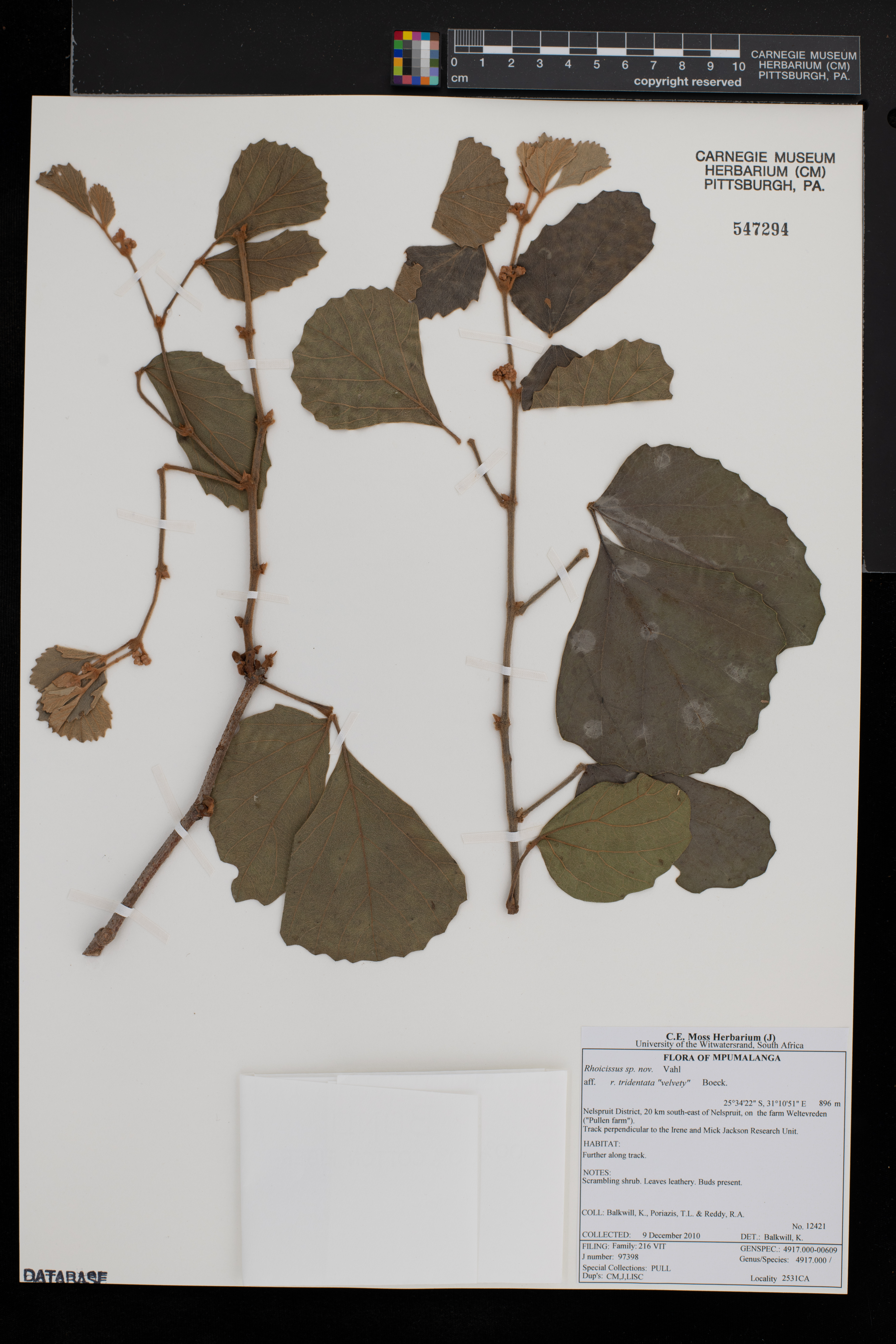 Rhoicissus tridentata image