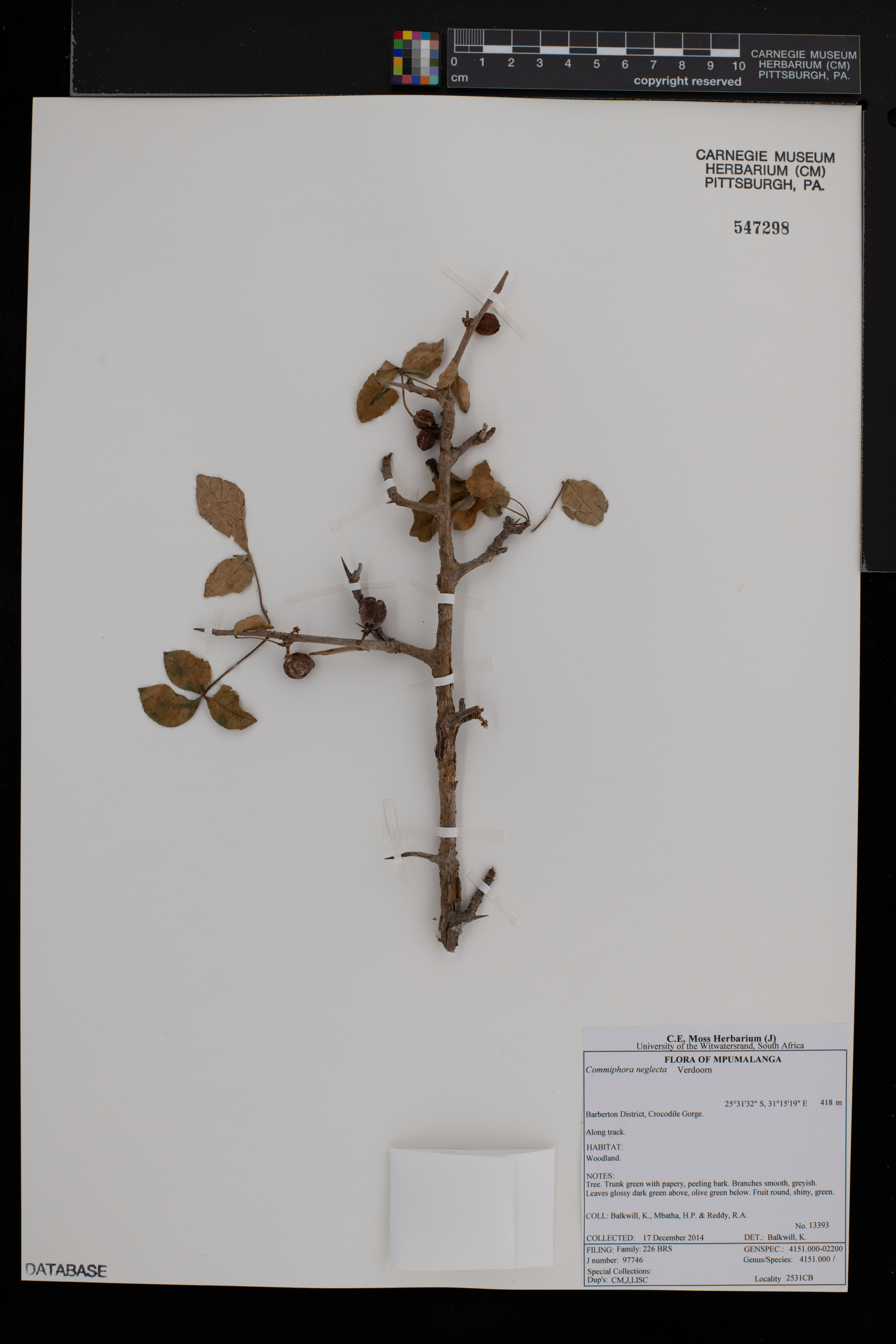 Commiphora neglecta image