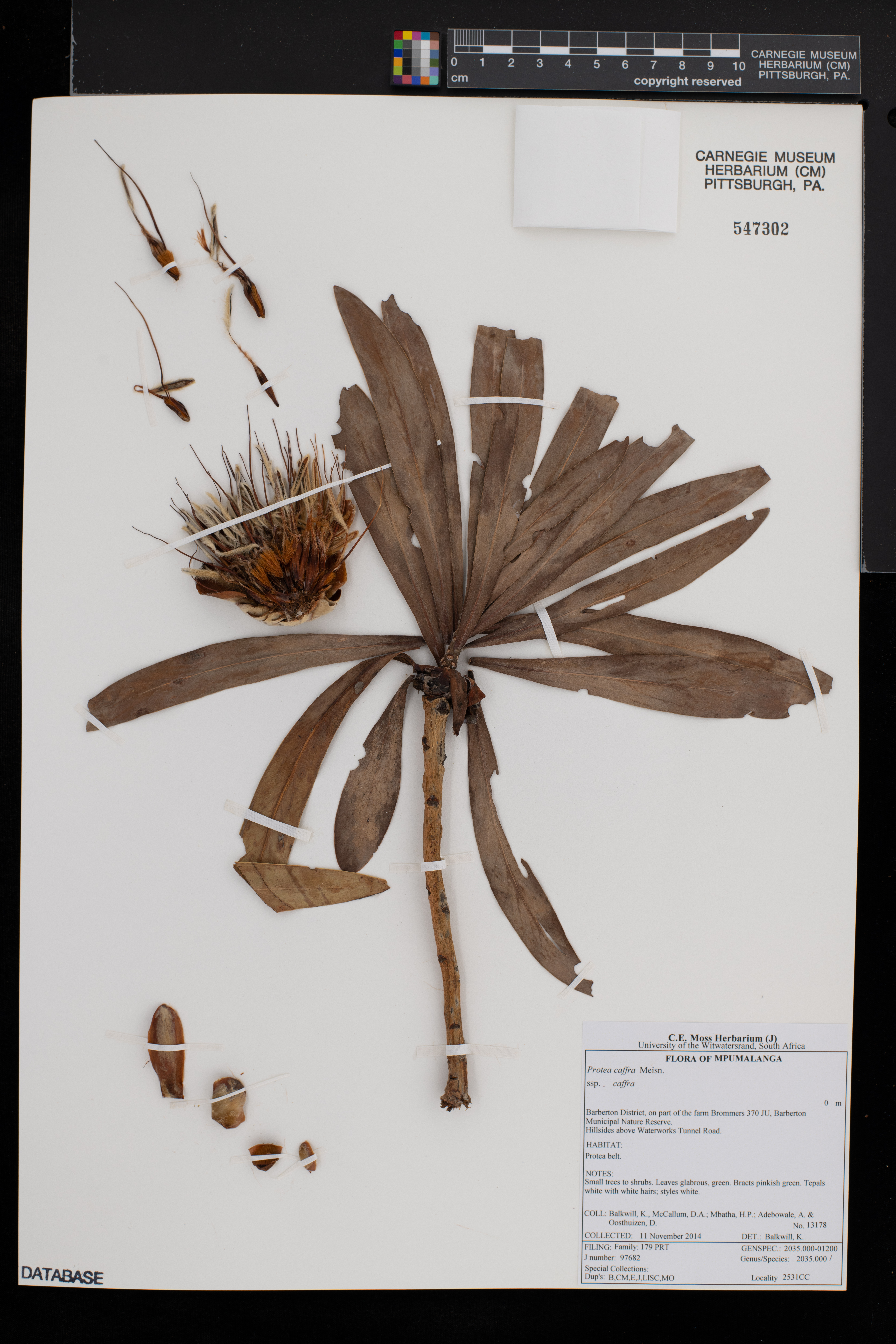 Protea caffra subsp. caffra image