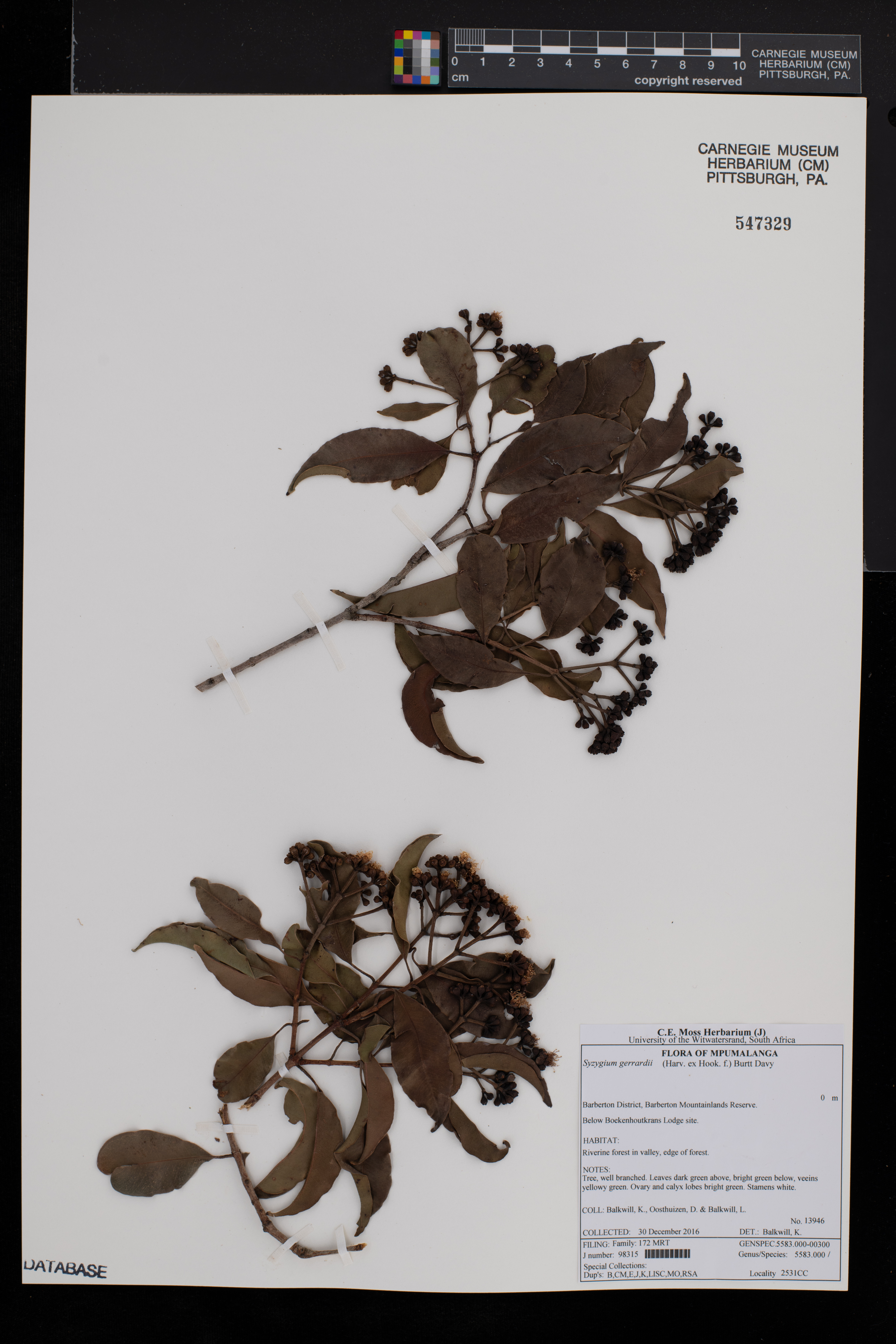 Syzygium gerrardii image