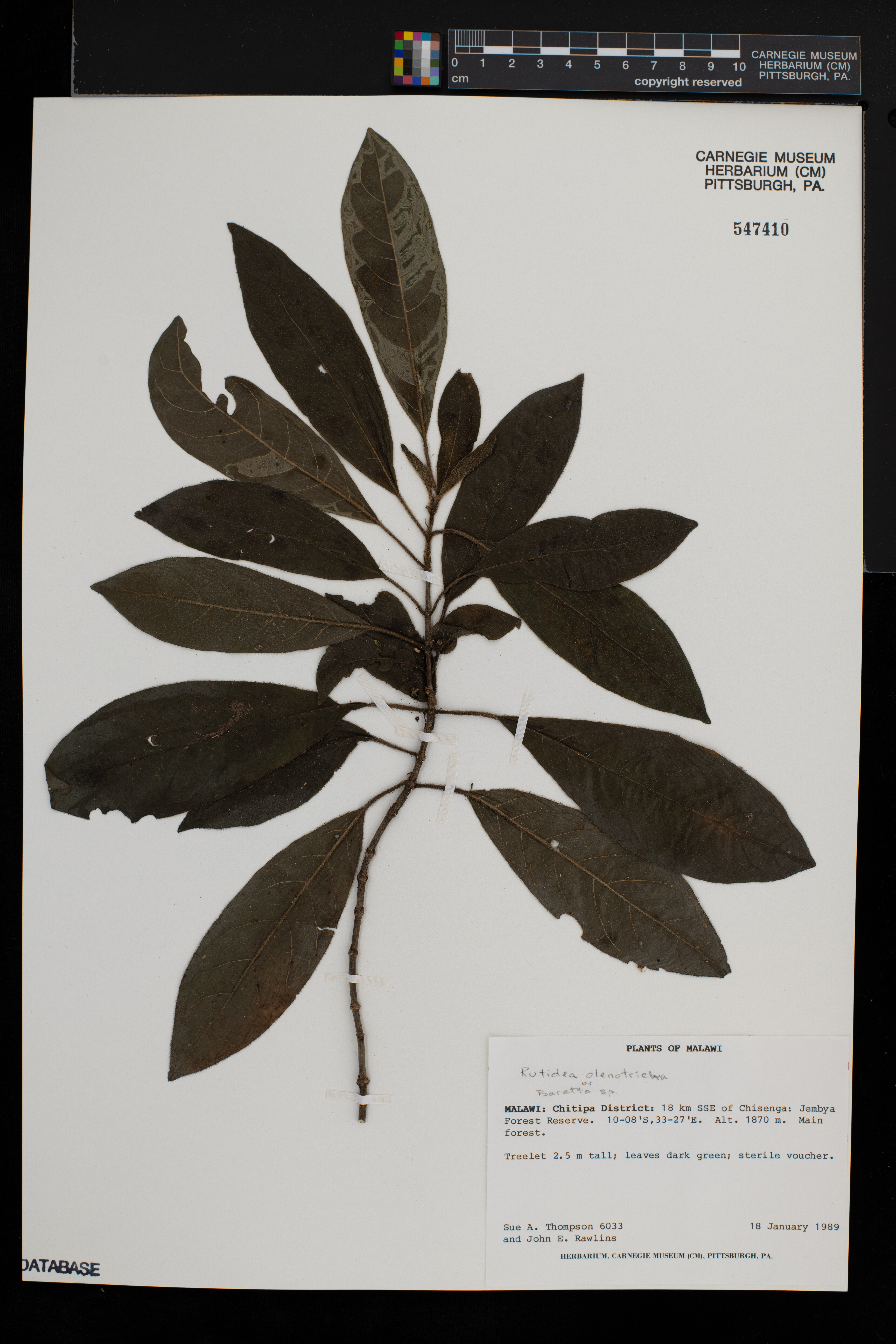 Rutidea olenotricha image