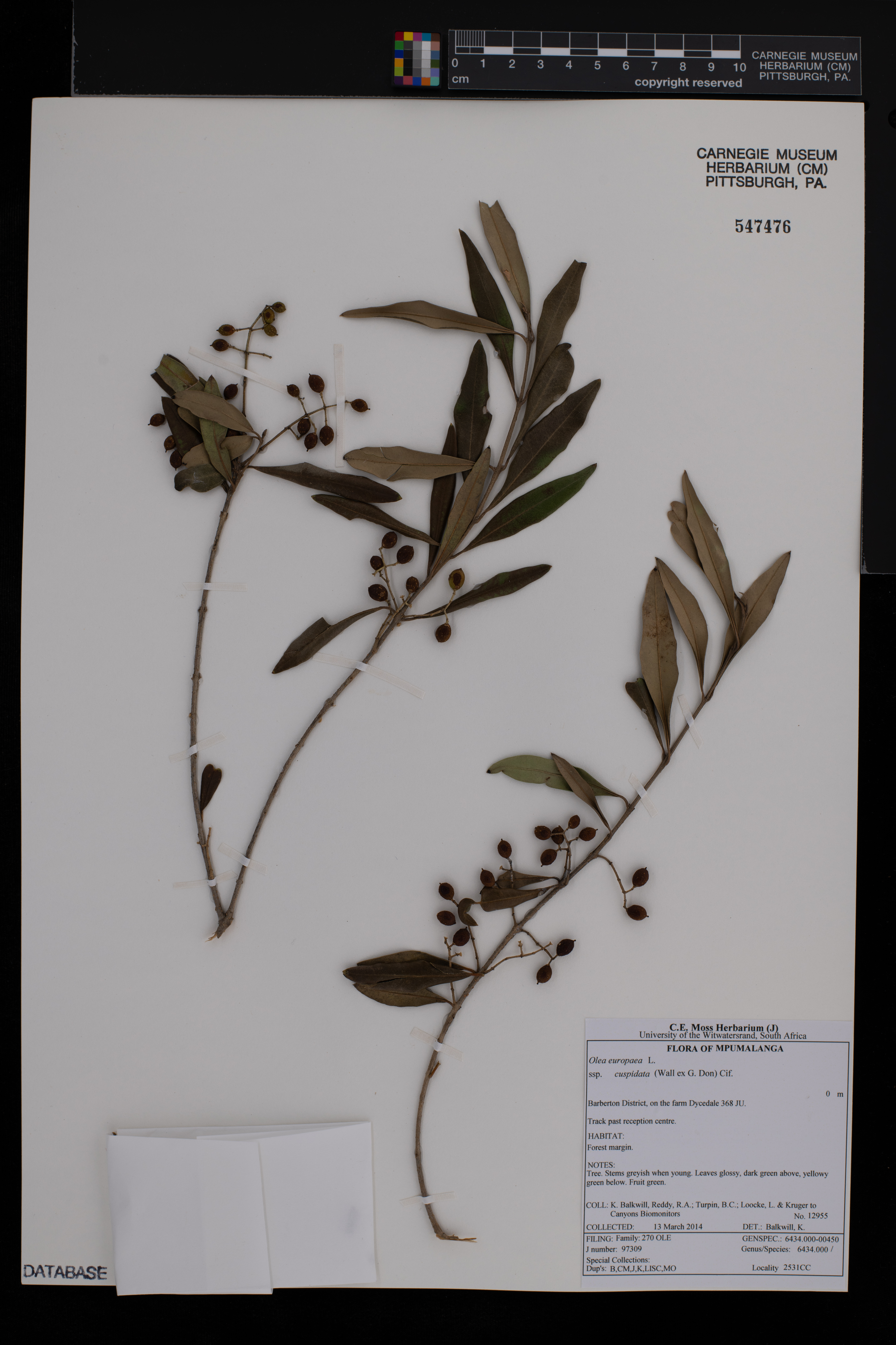 Olea europaea subsp. cuspidata image
