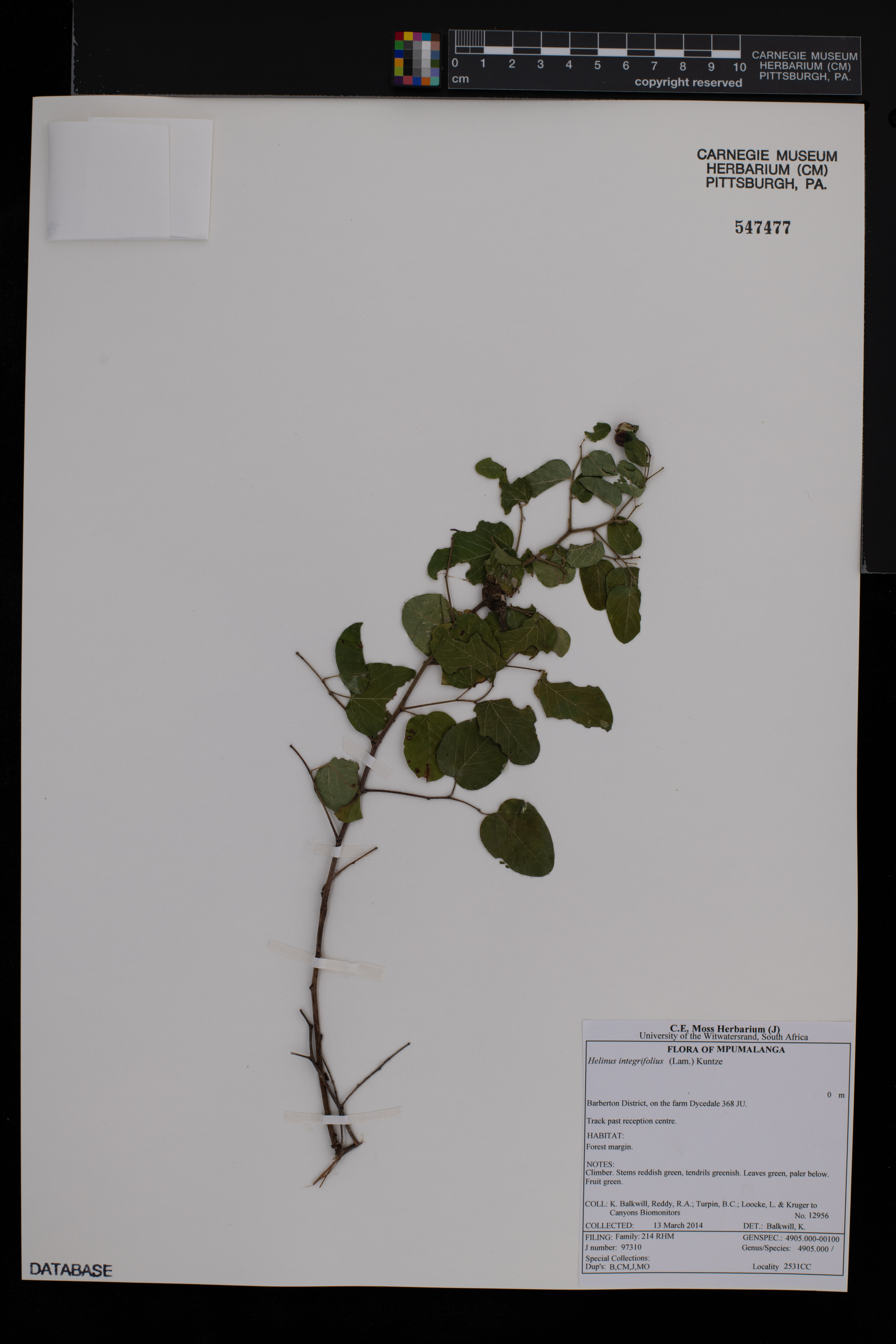 Helinus integrifolius image