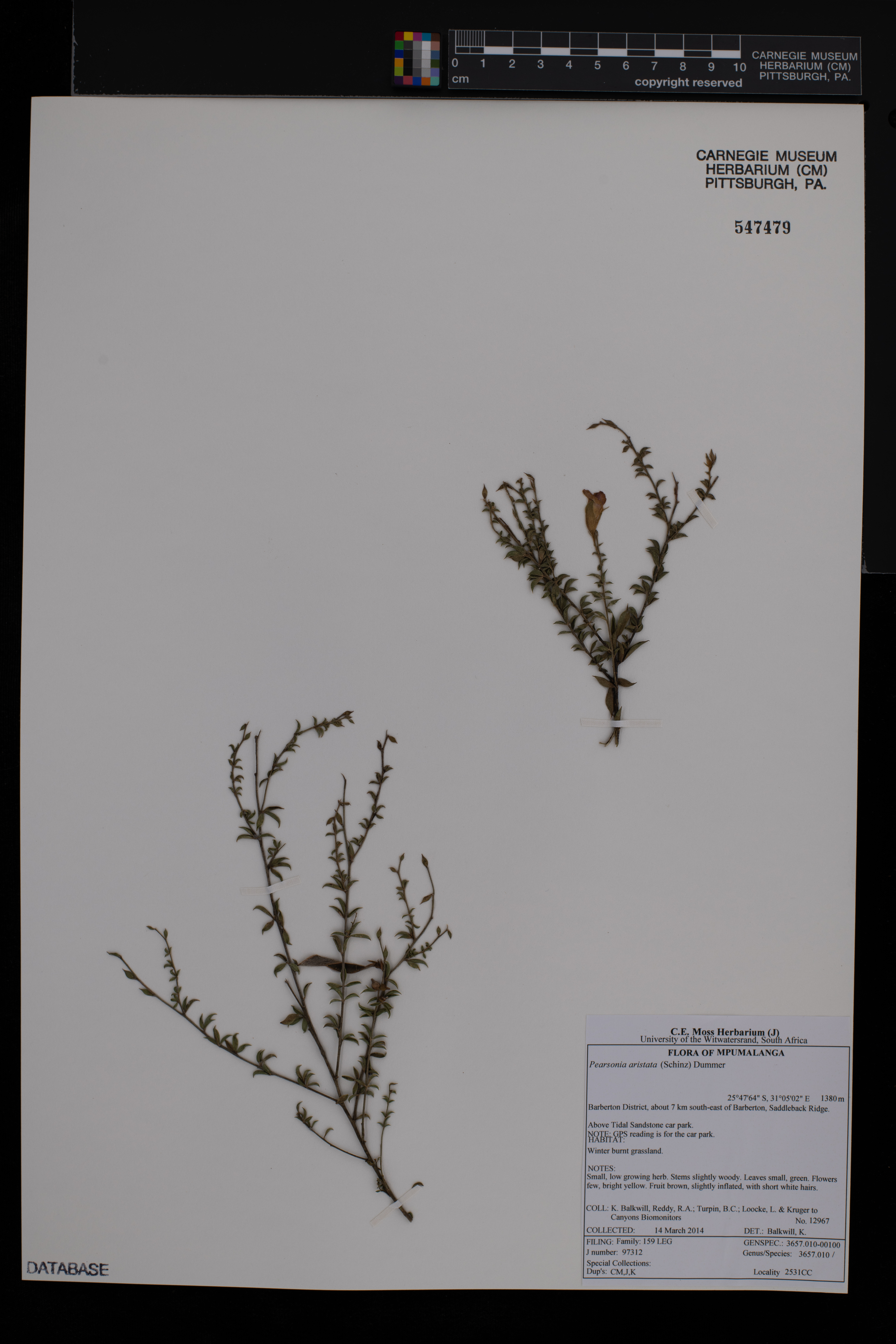 Pearsonia aristata image