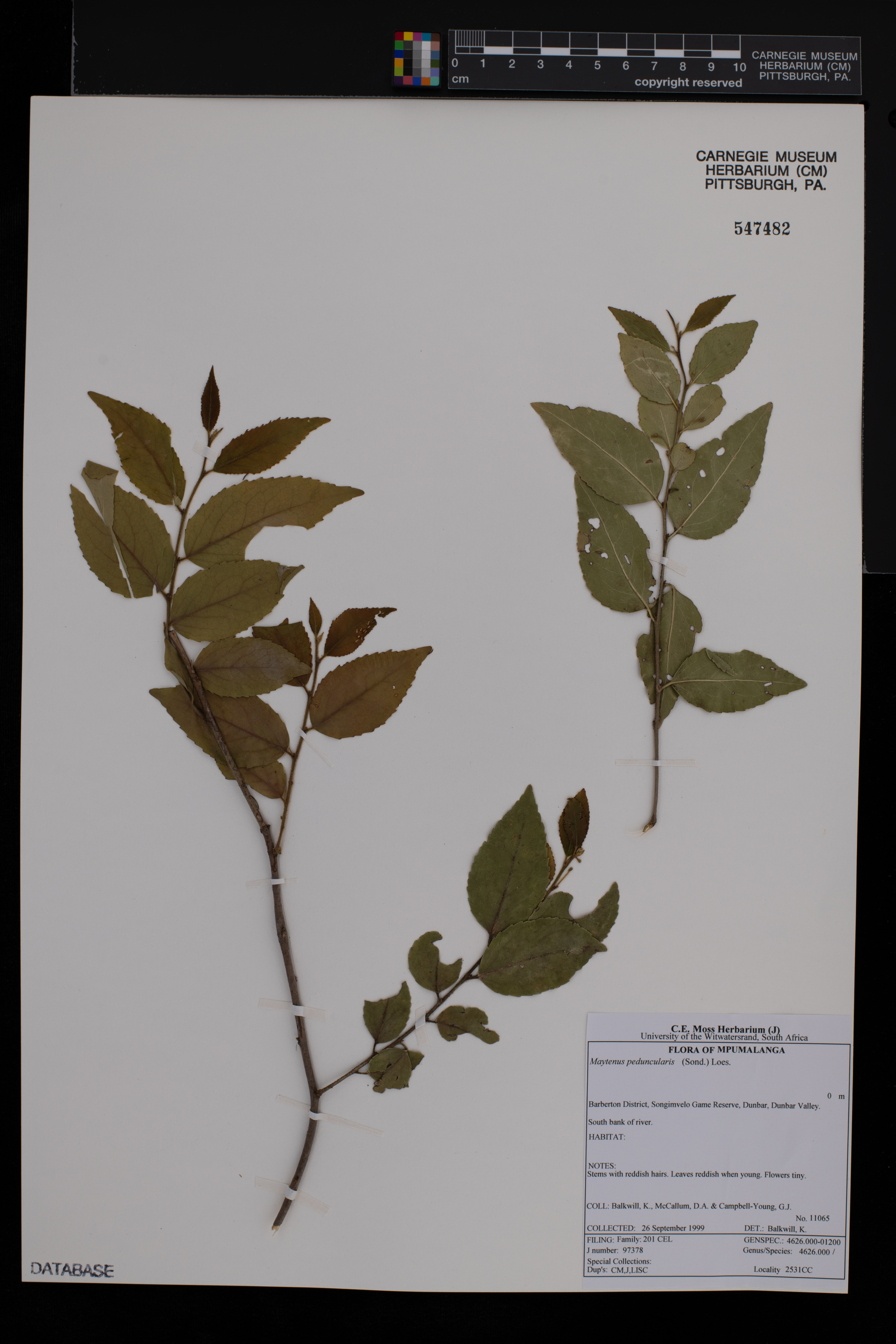 Gymnosporia peduncularis image