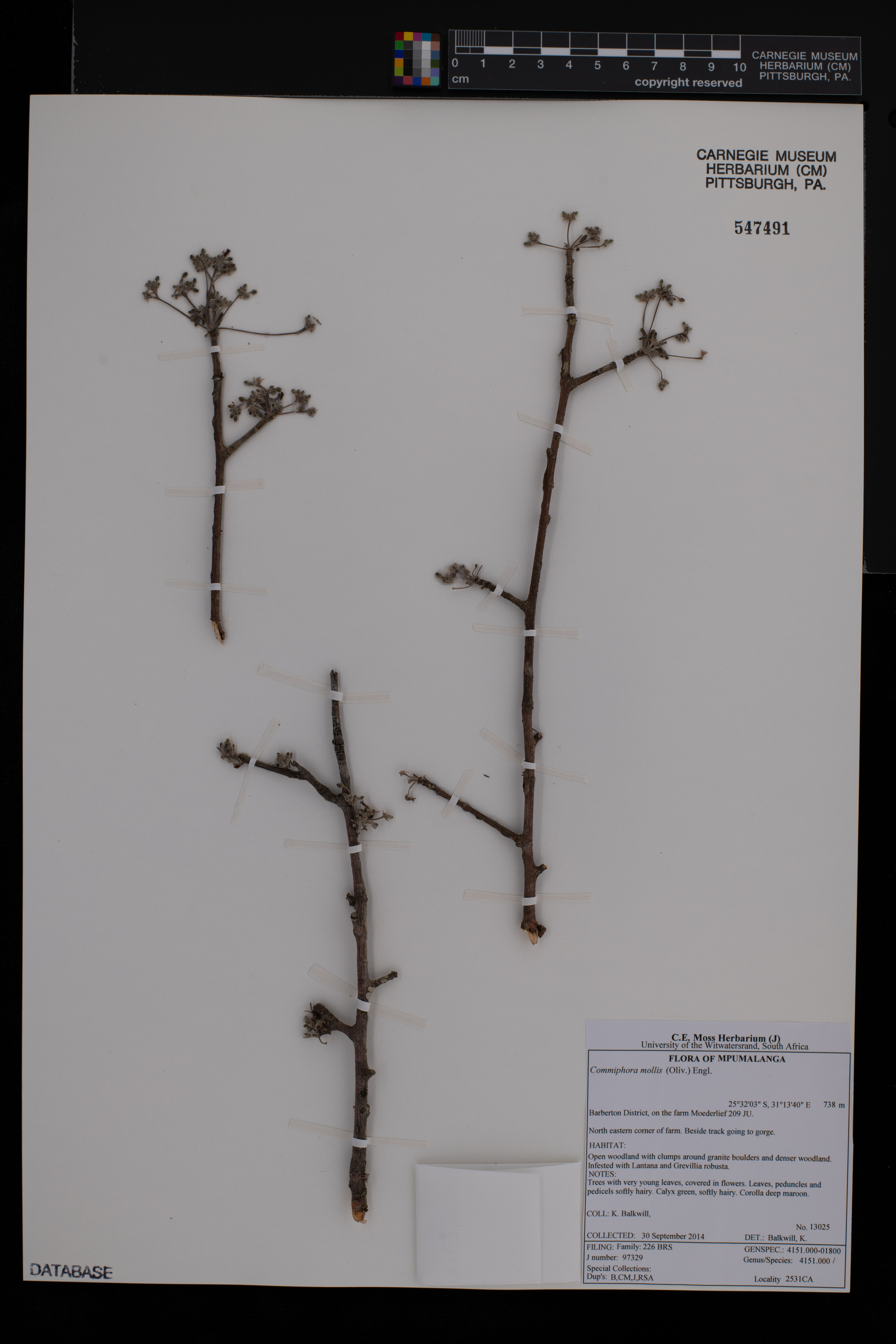 Commiphora mollis image