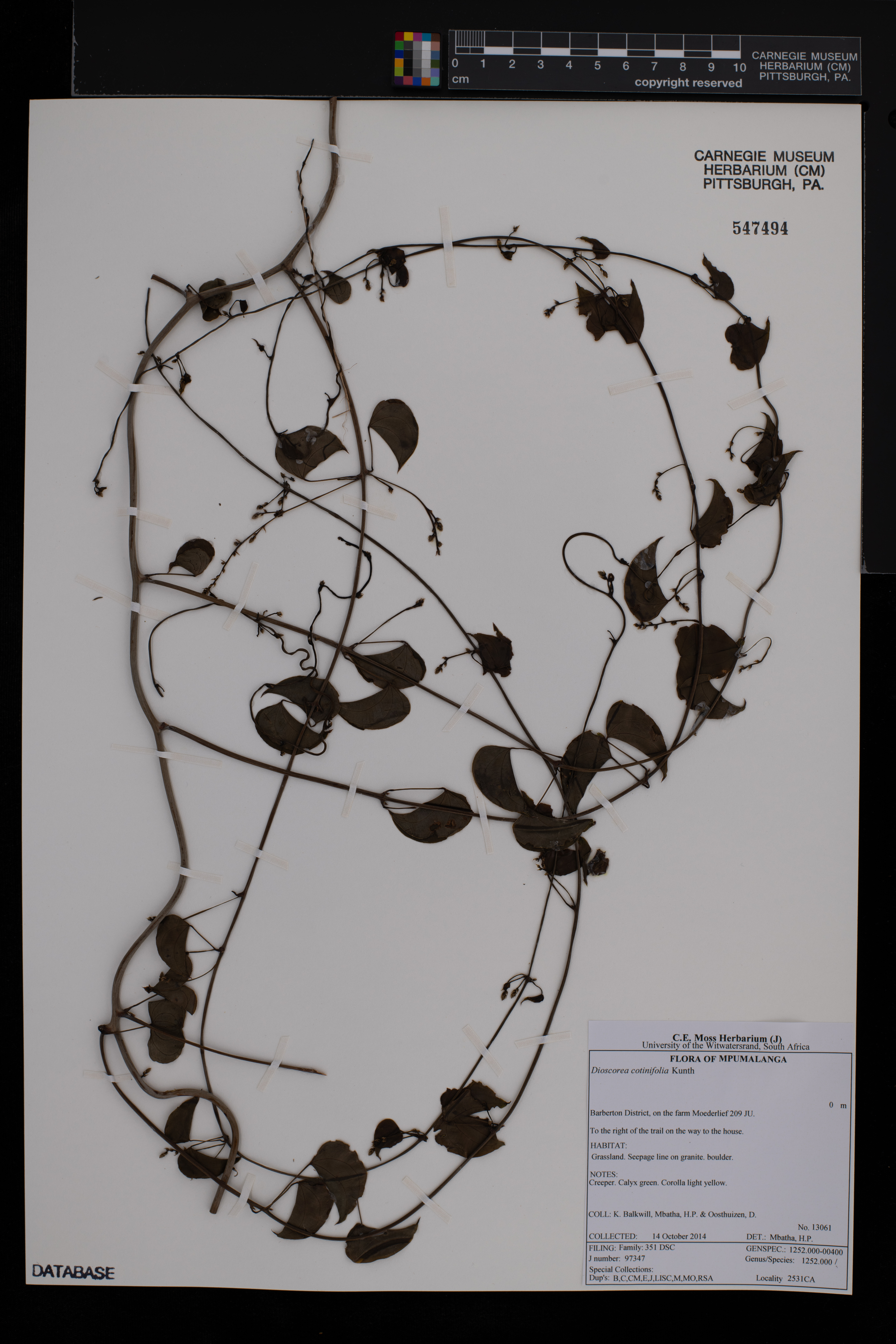 Dioscorea cotinifolia image