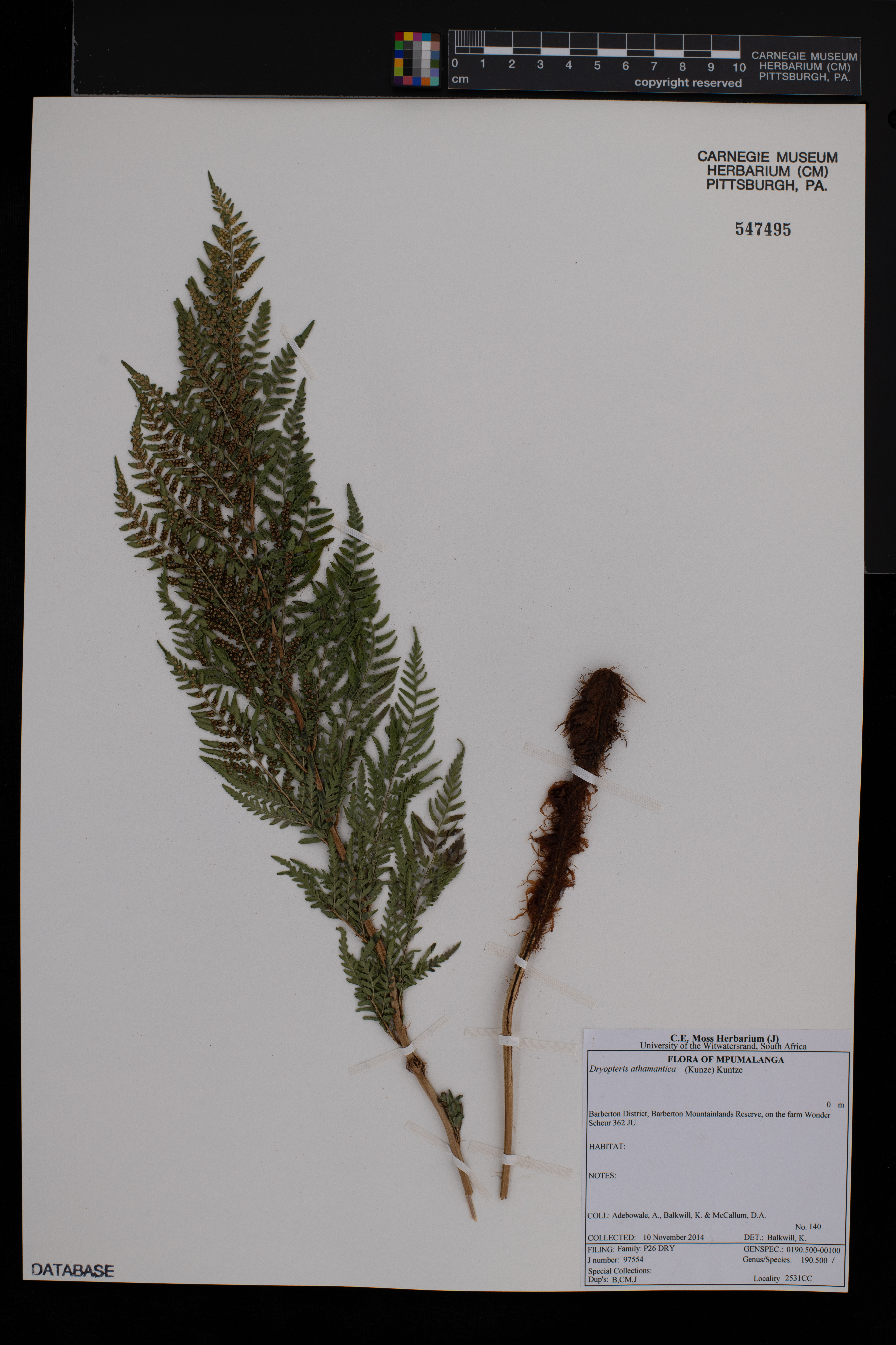 Dryopteris athamantica image