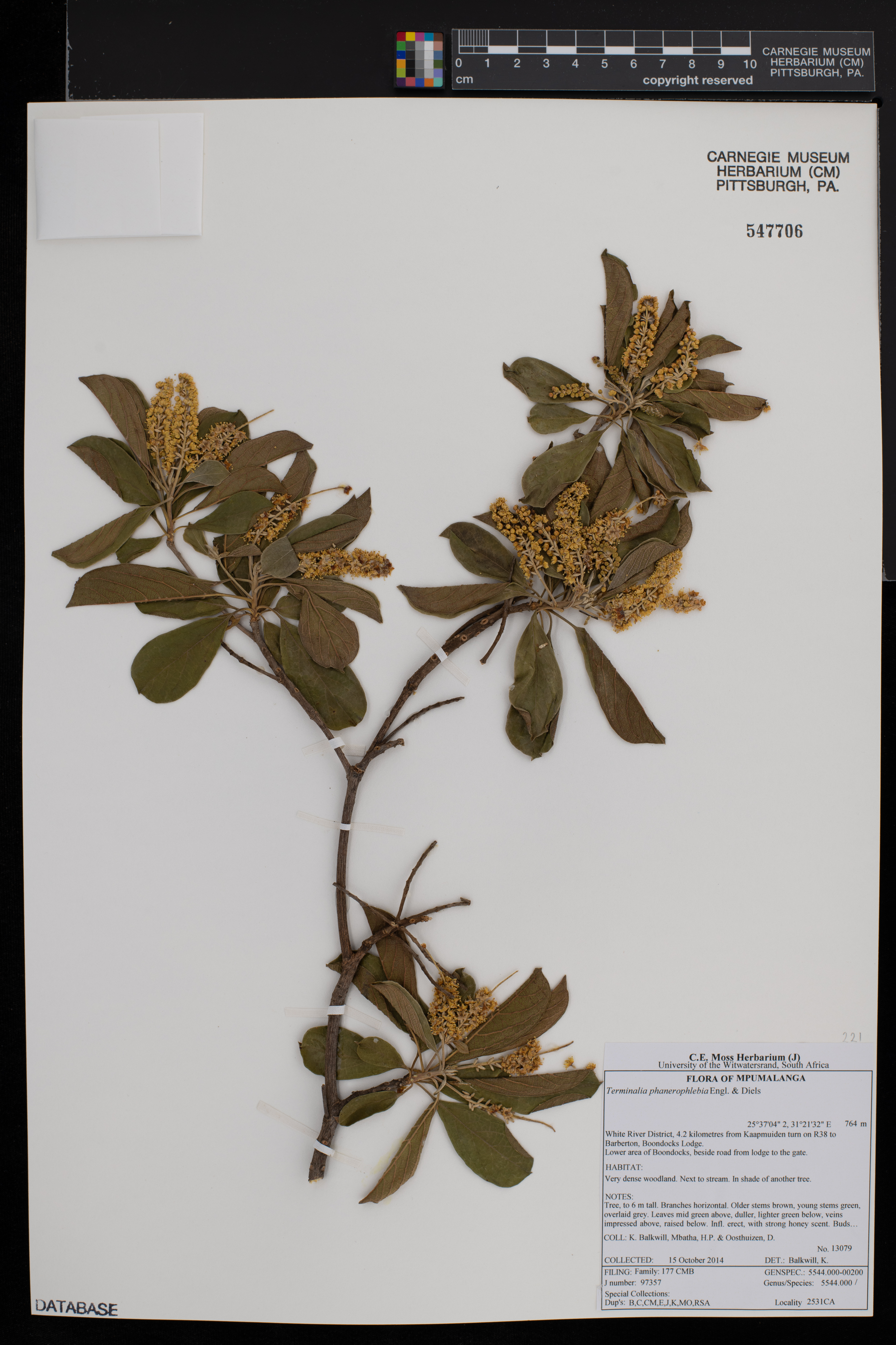 Terminalia phanerophlebia image