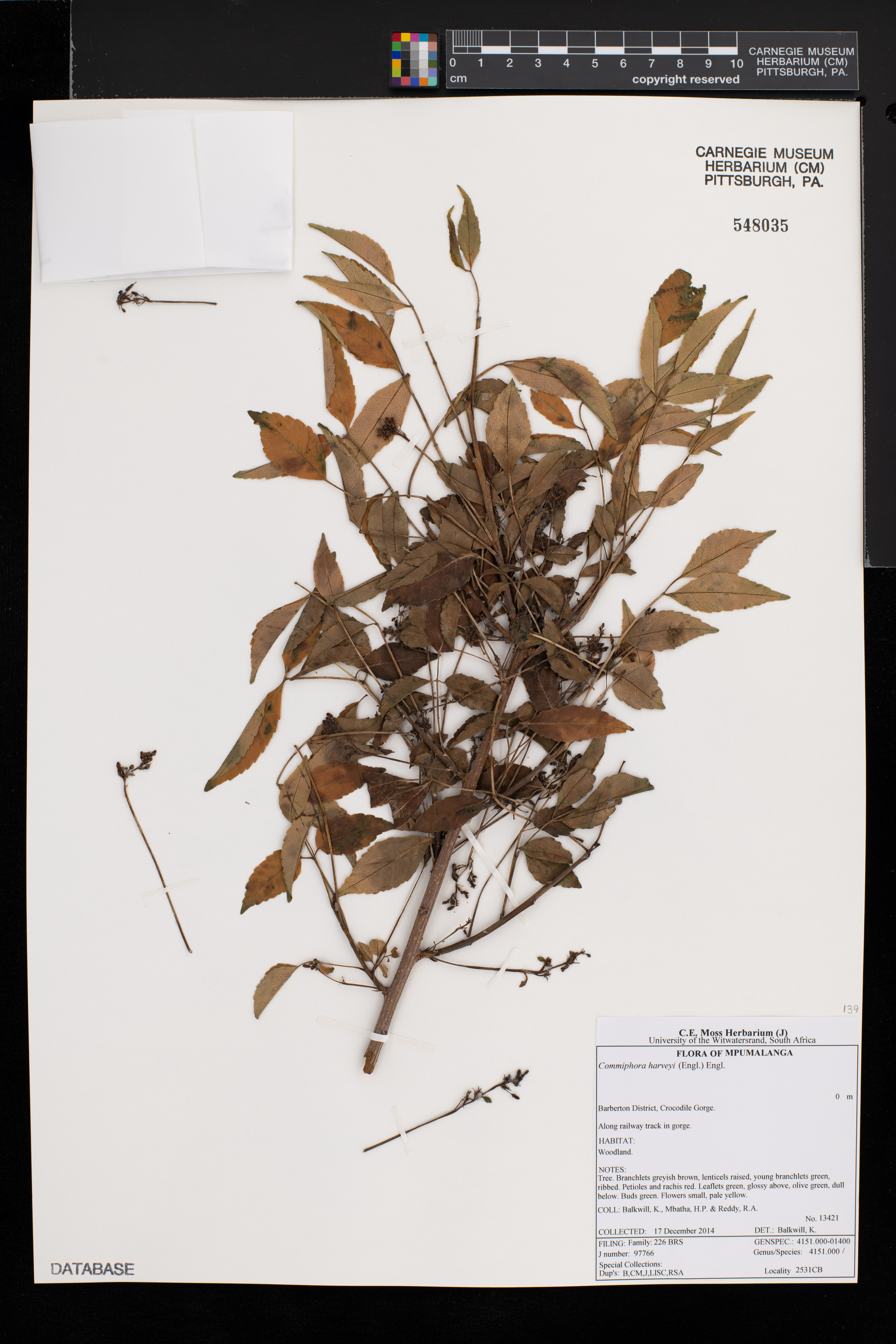 Commiphora harveyi image