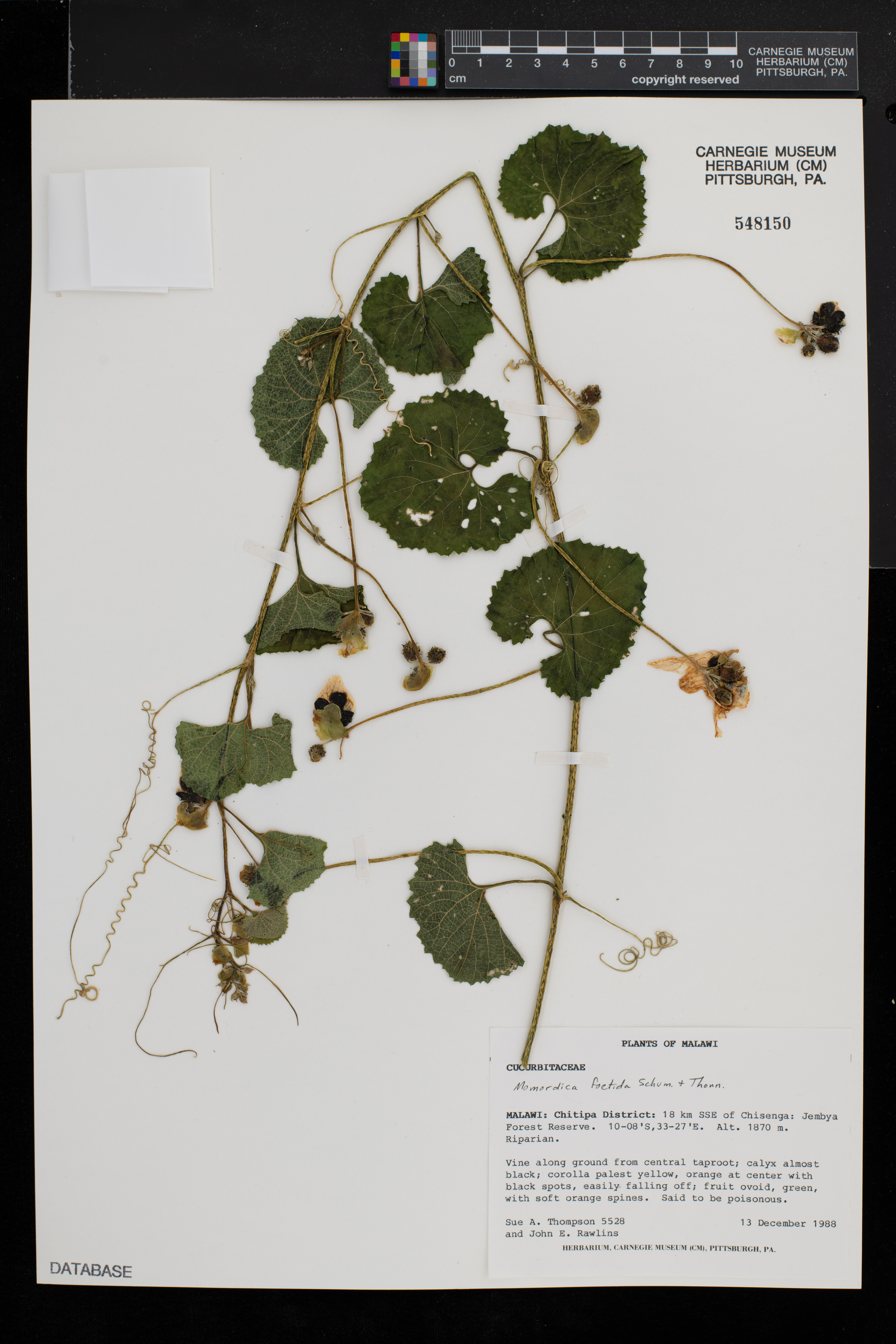 Momordica foetida image