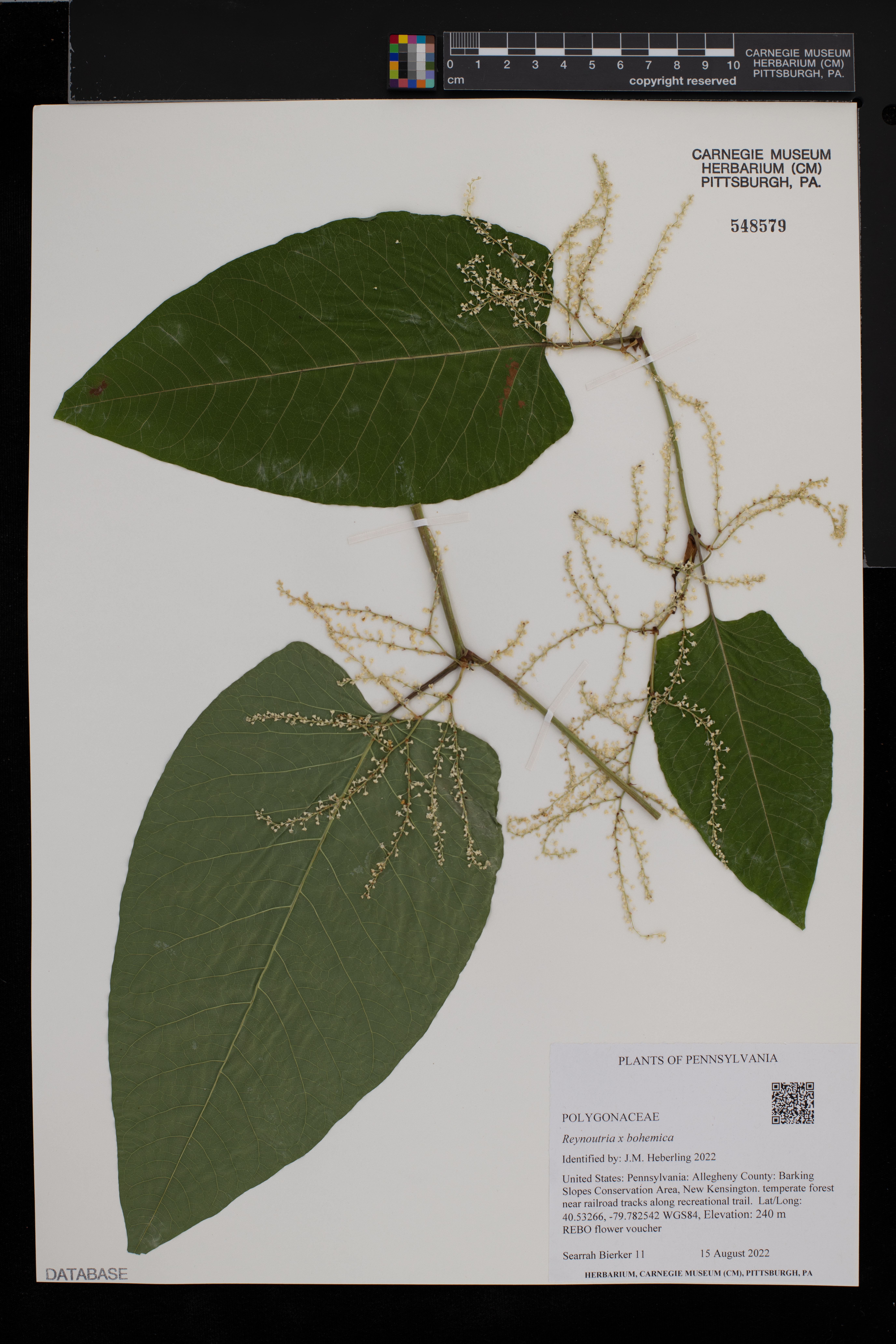 Reynoutria × bohemica image