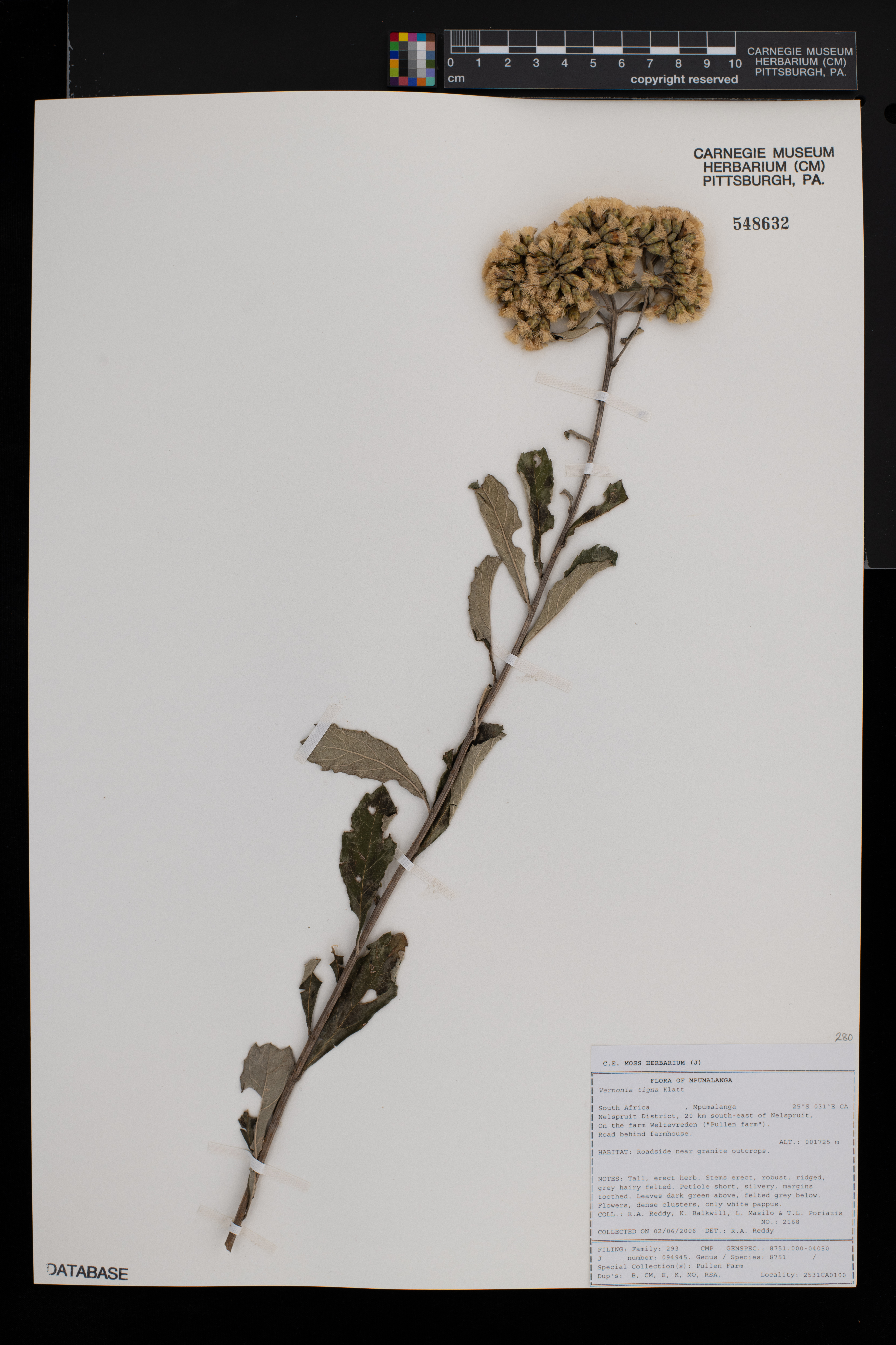 Gymnanthemum image