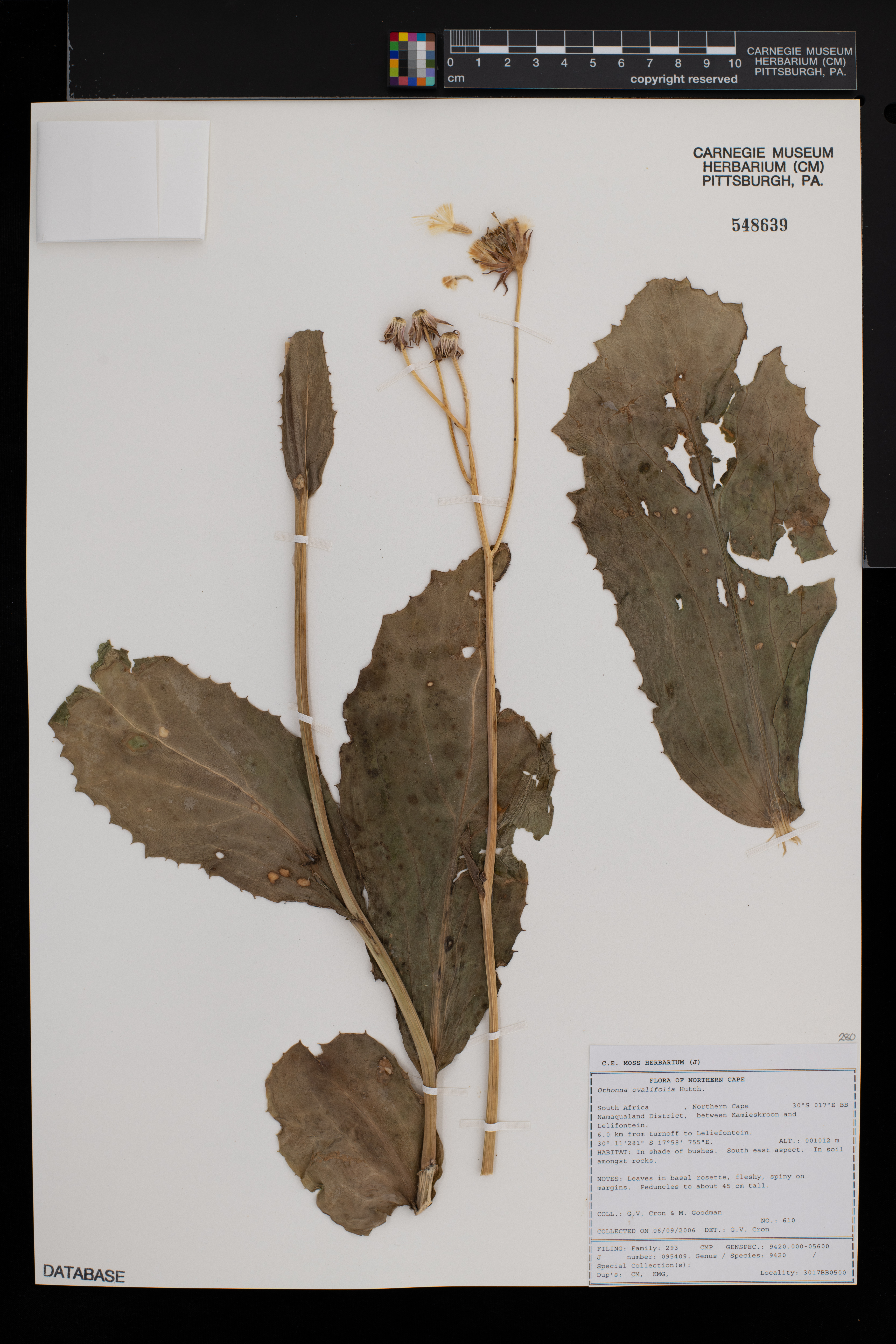 Othonna ovalifolia image