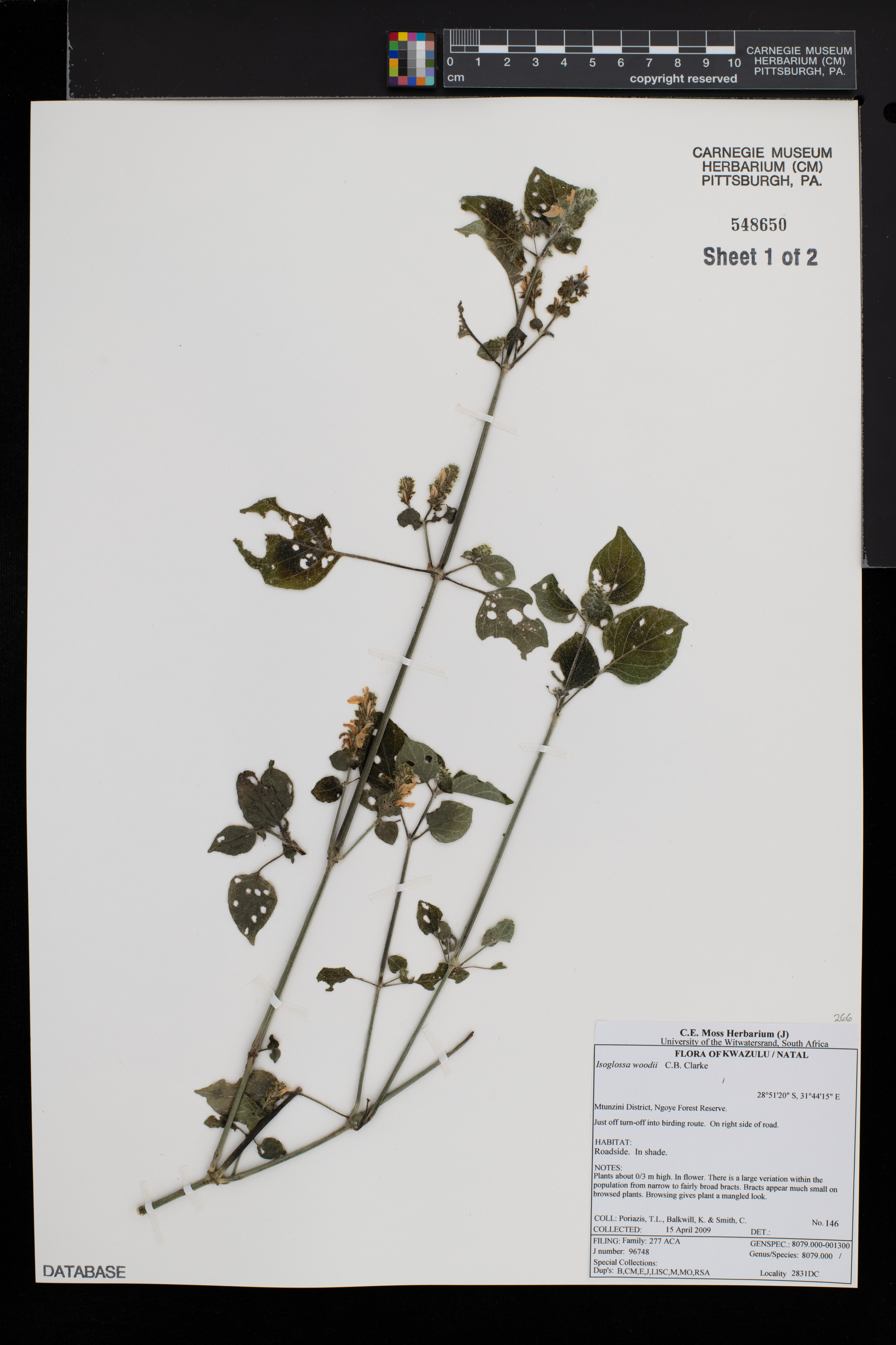 Isoglossa woodii image