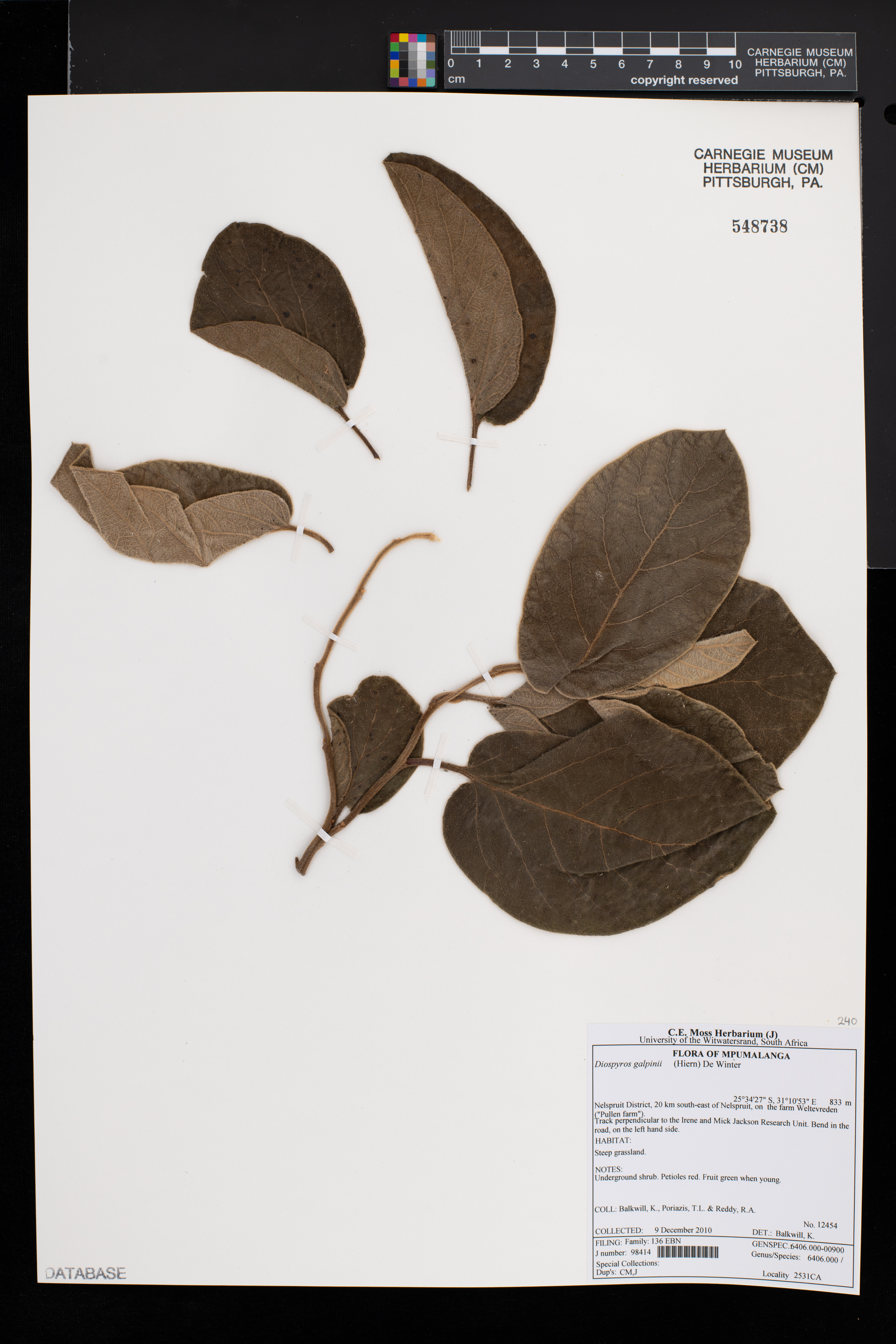 Diospyros galpinii image