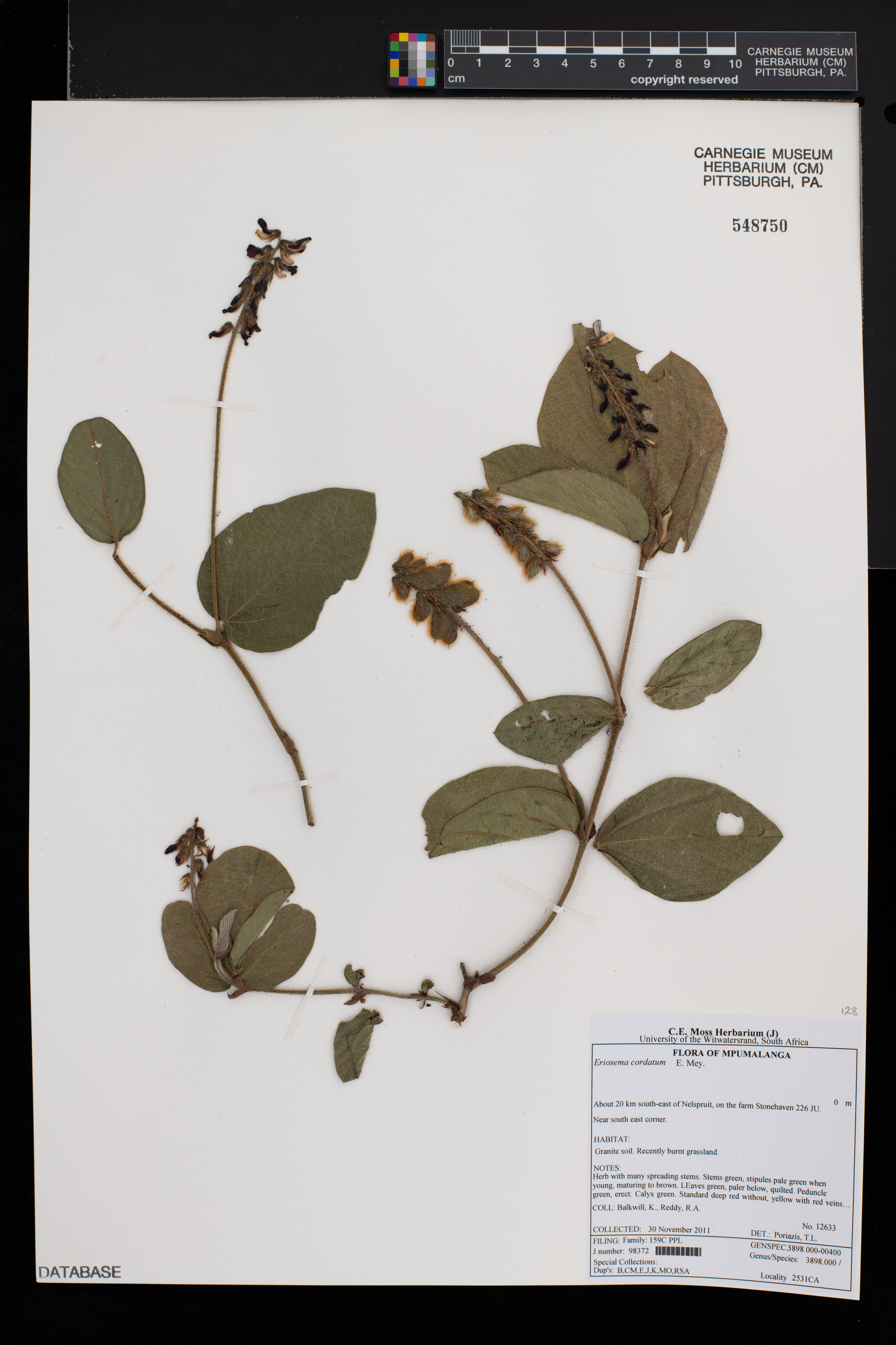 Eriosema cordatum image