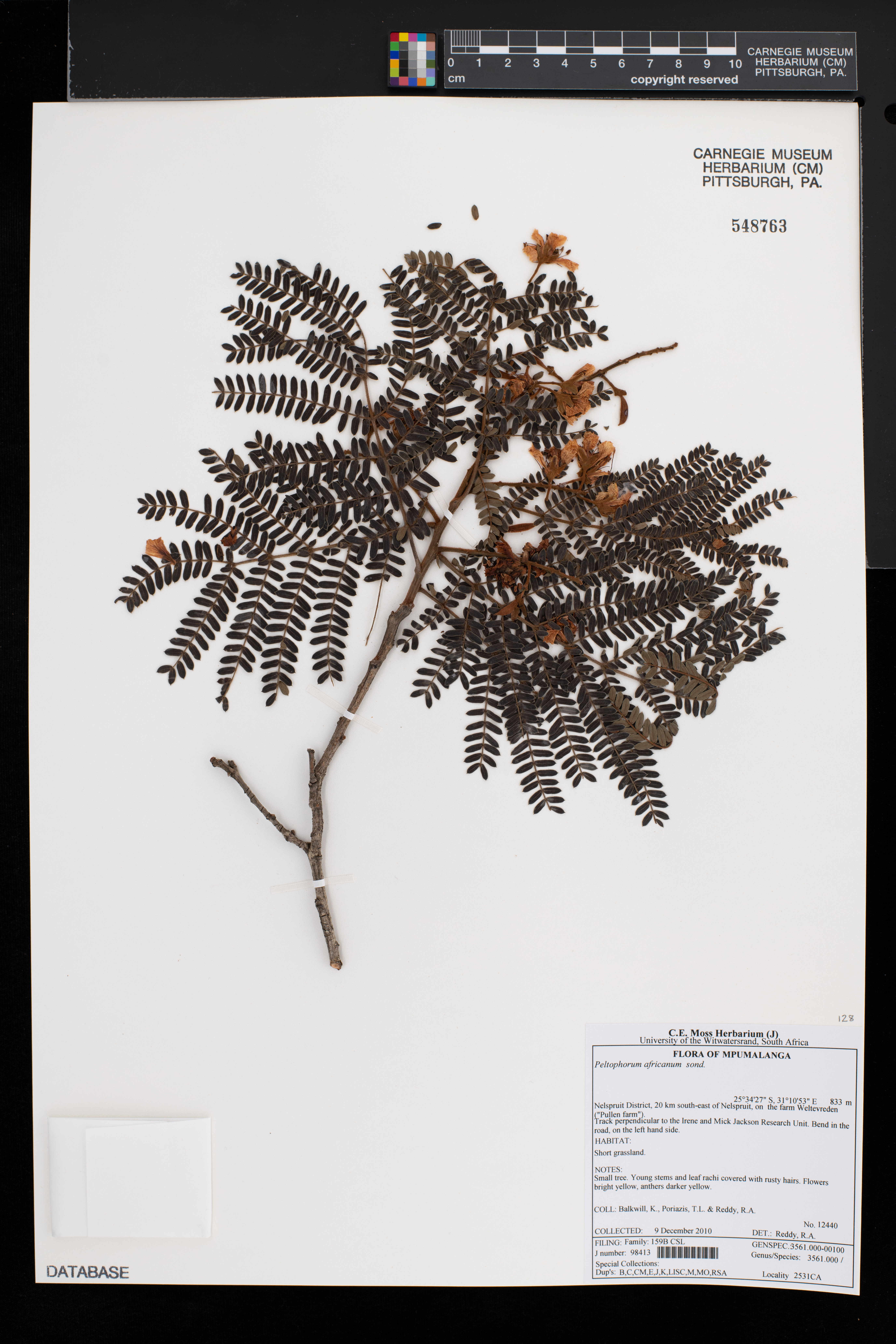 Peltophorum africanum image