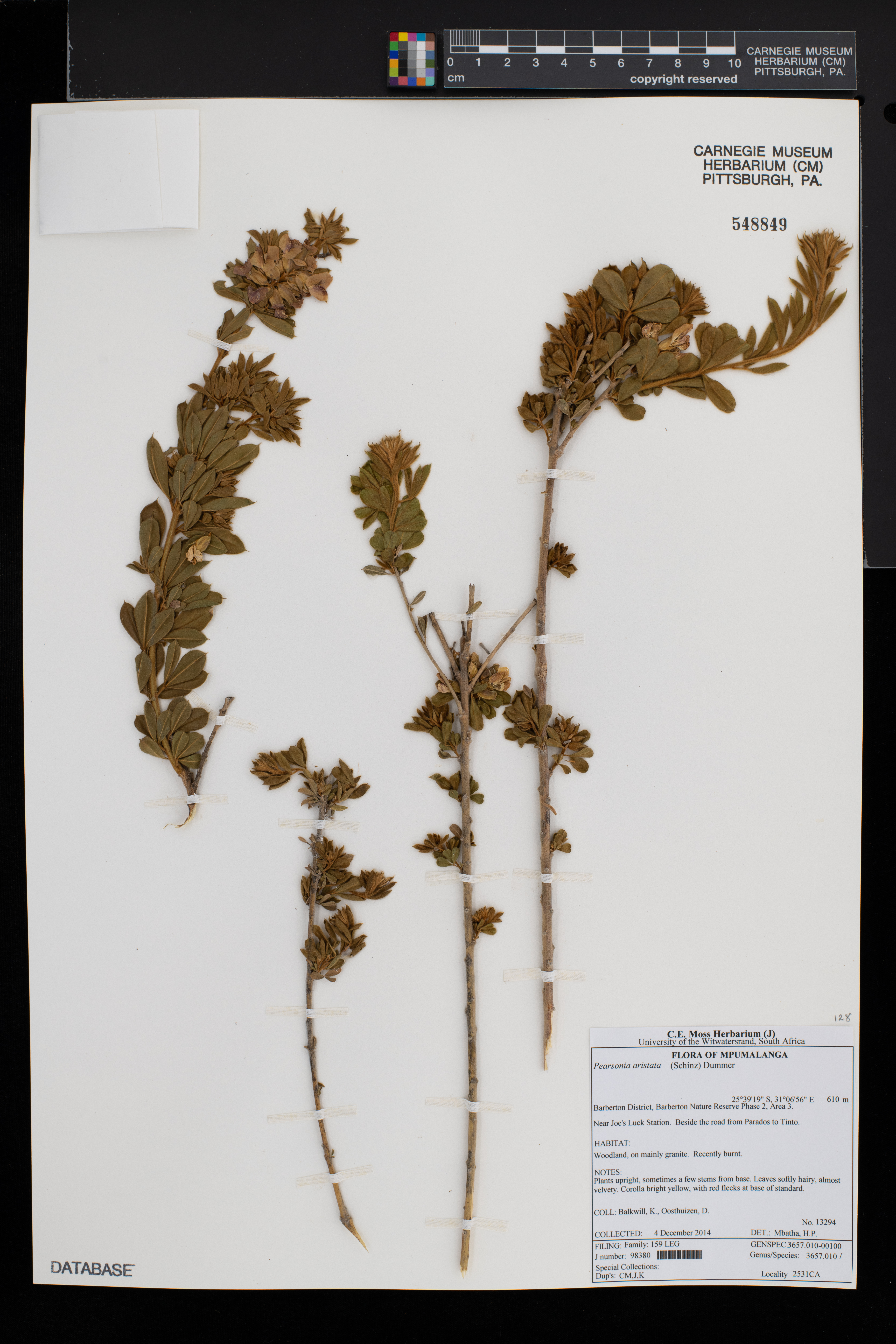 Pearsonia aristata image