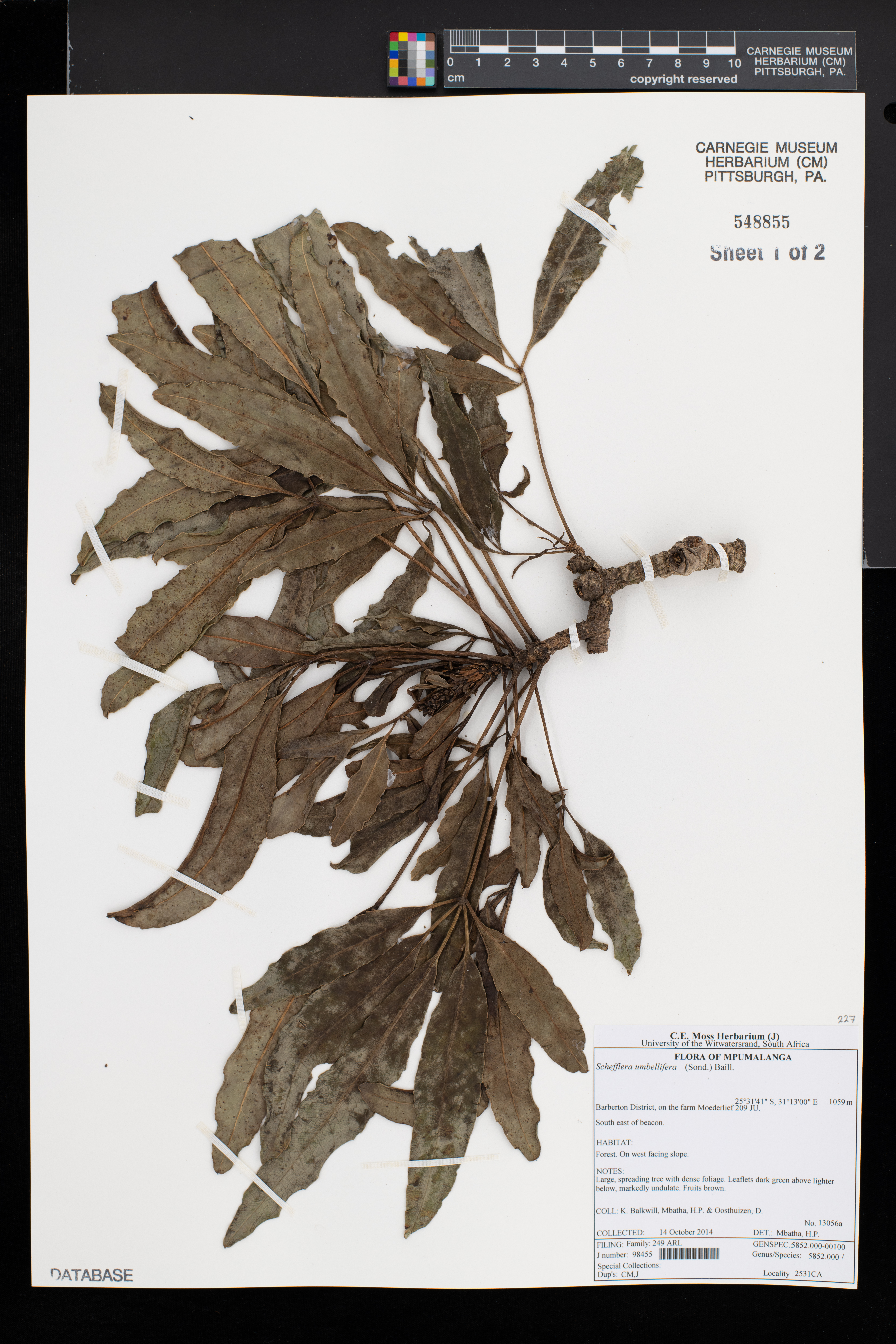 Neocussonia image