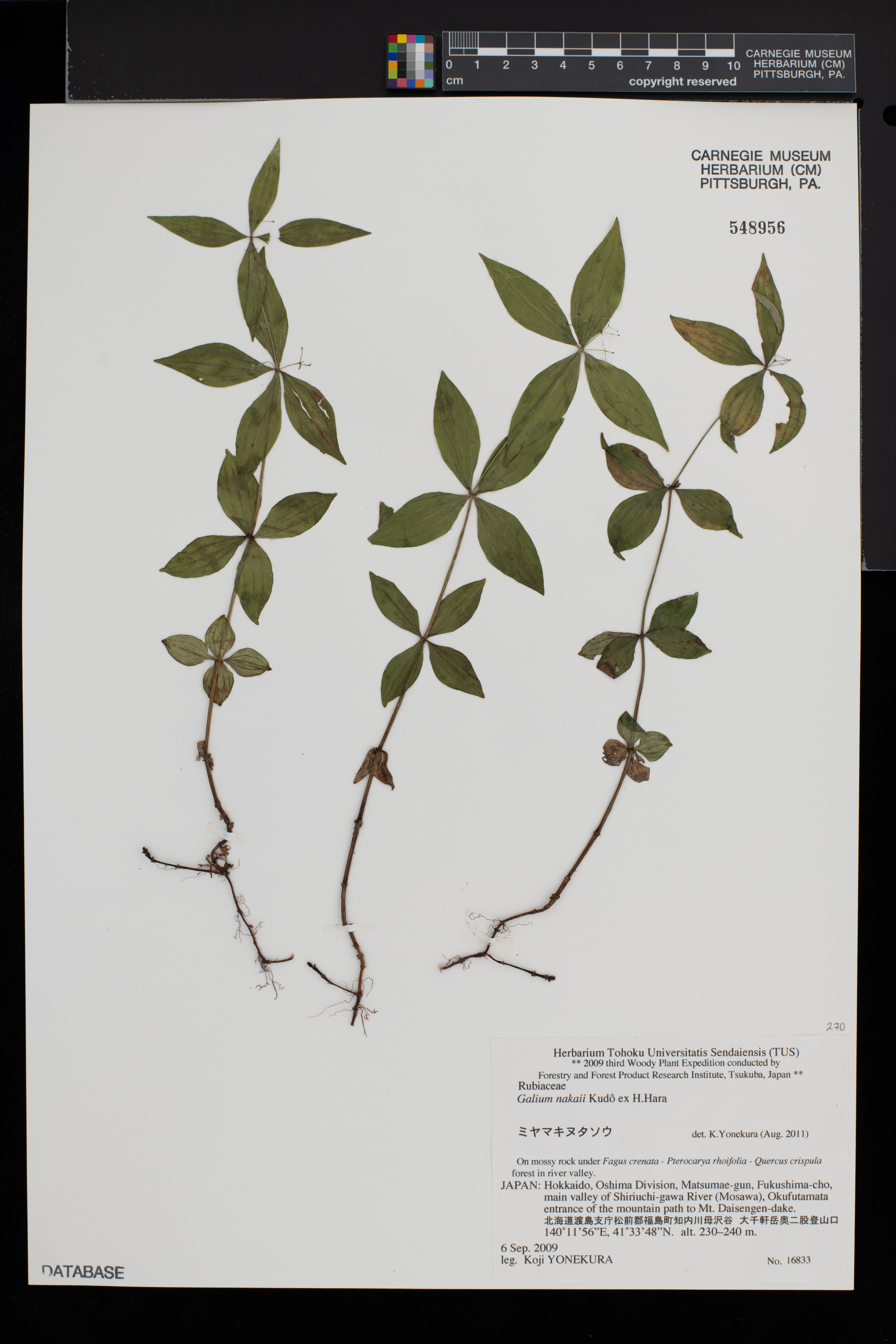 Galium nakaii image