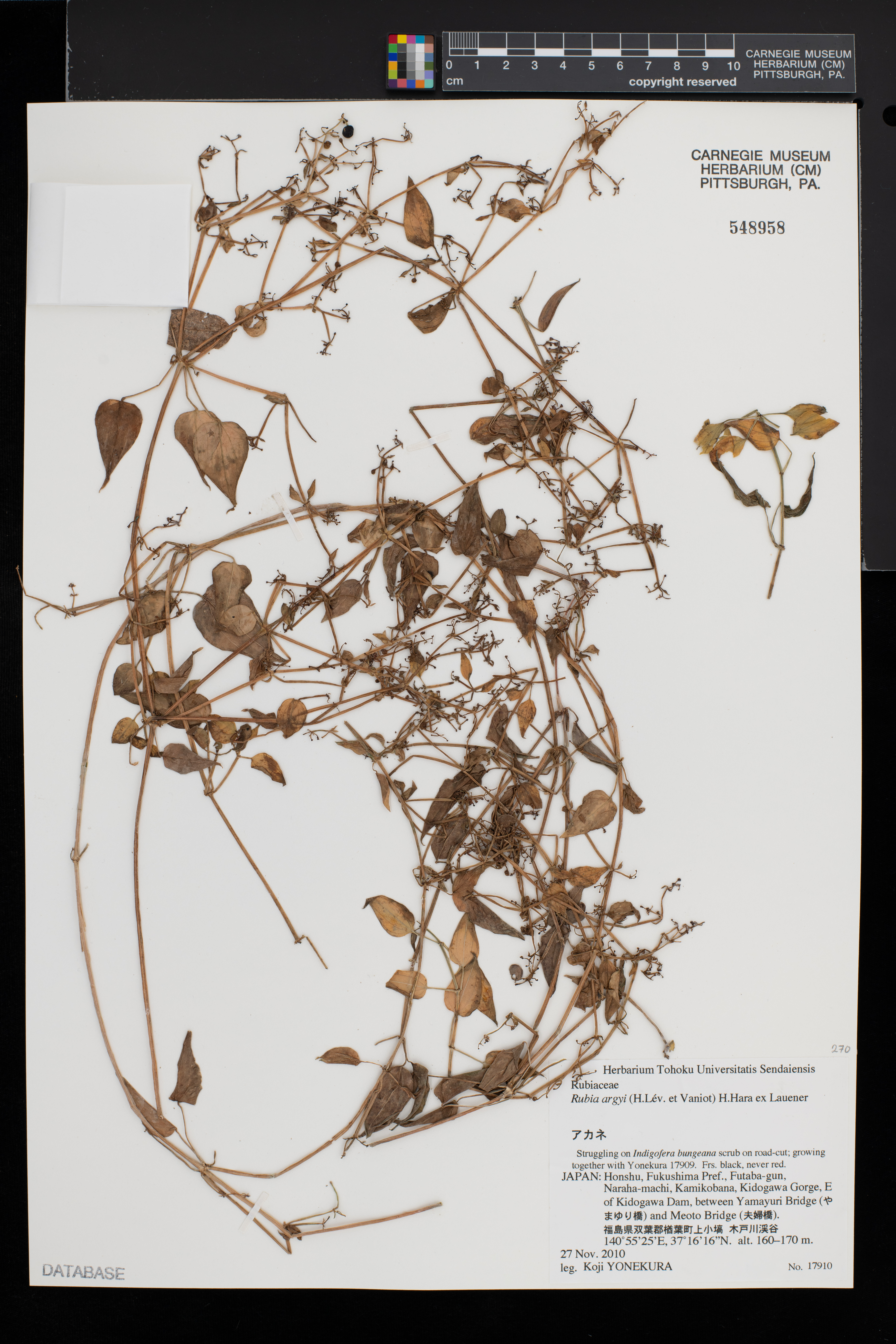 Rubia argyi image