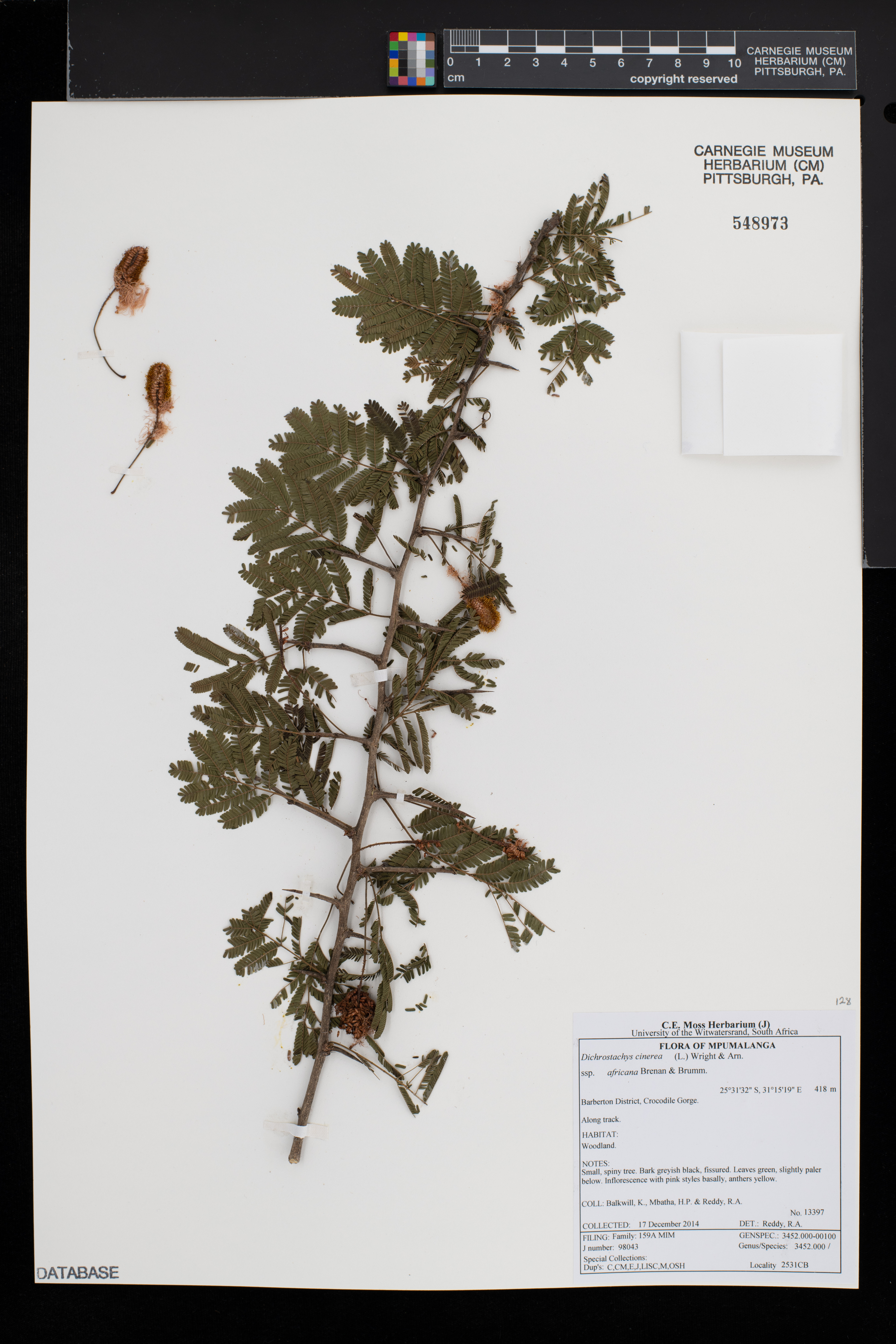 Dichrostachys cinerea subsp. africana image