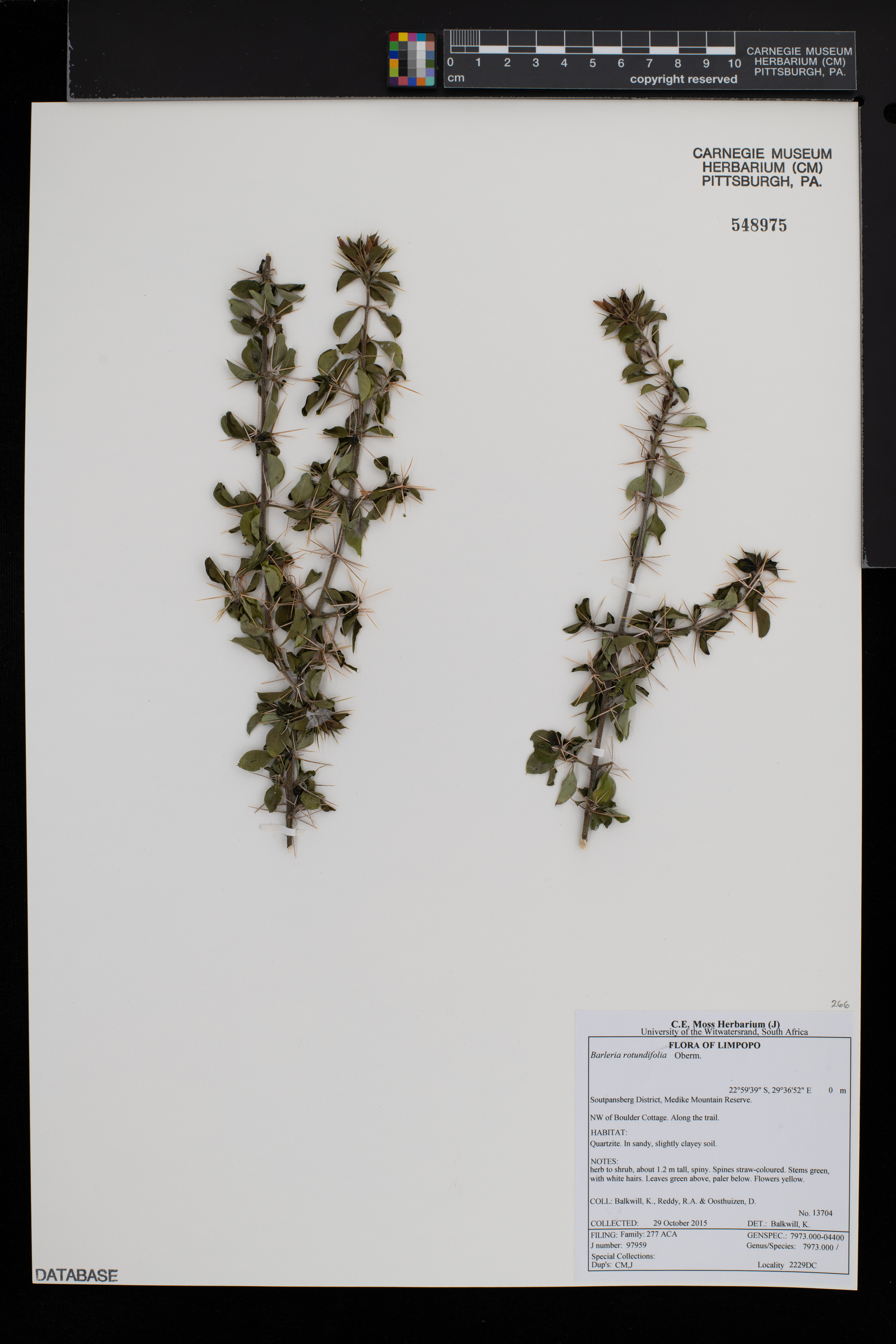 Barleria rotundifolia image
