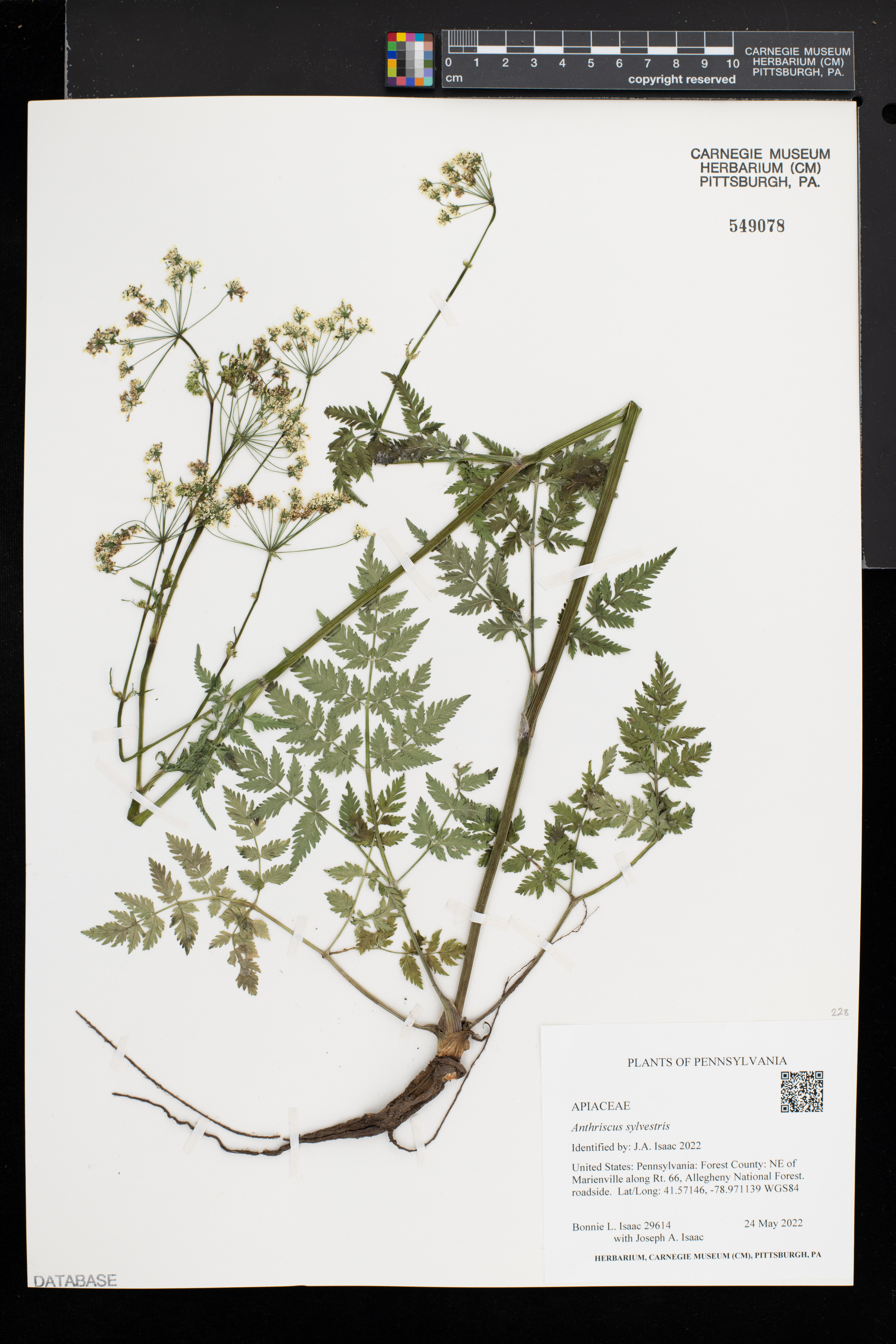 Anthriscus sylvestris image