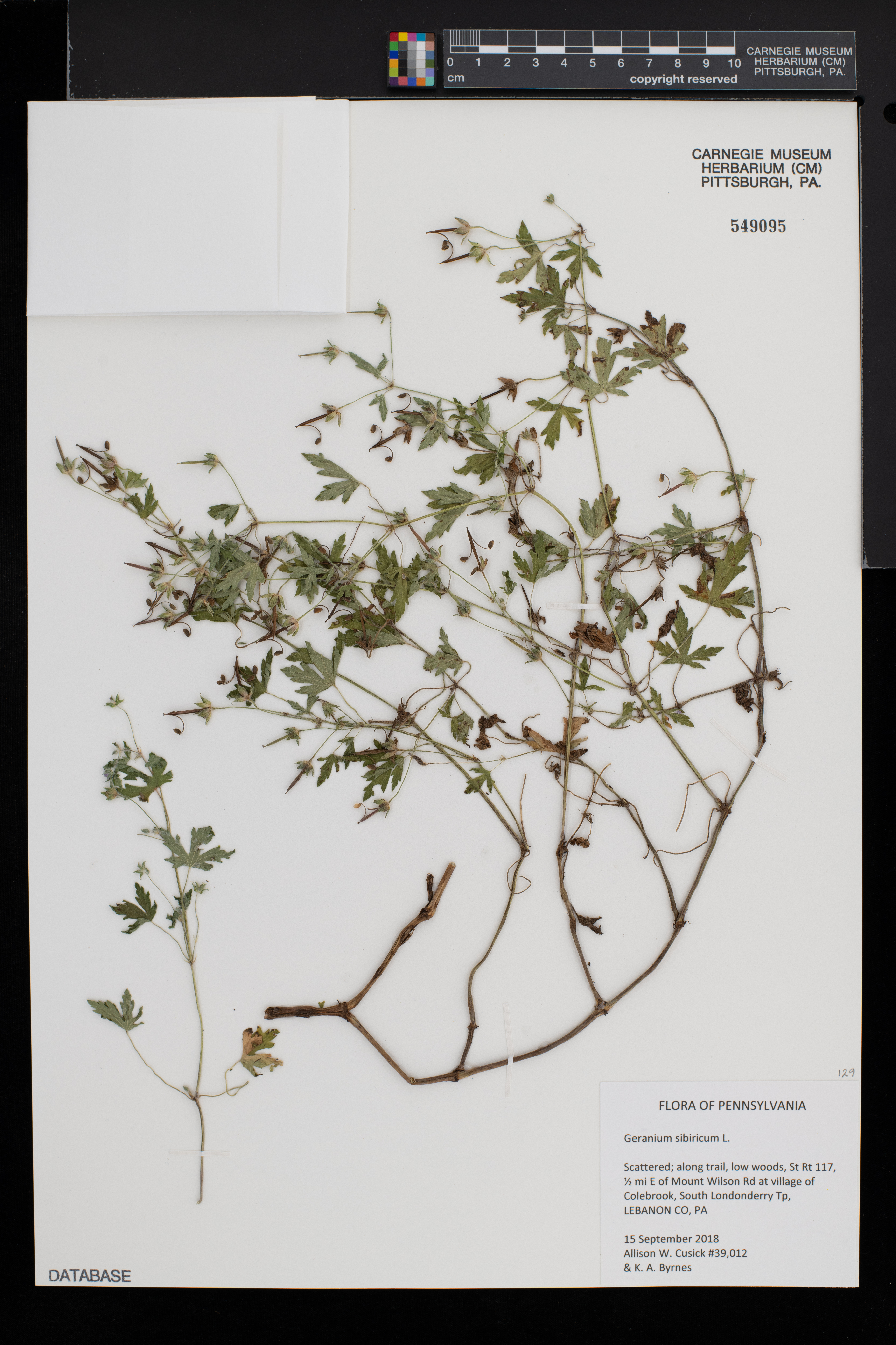 Geranium sibiricum image
