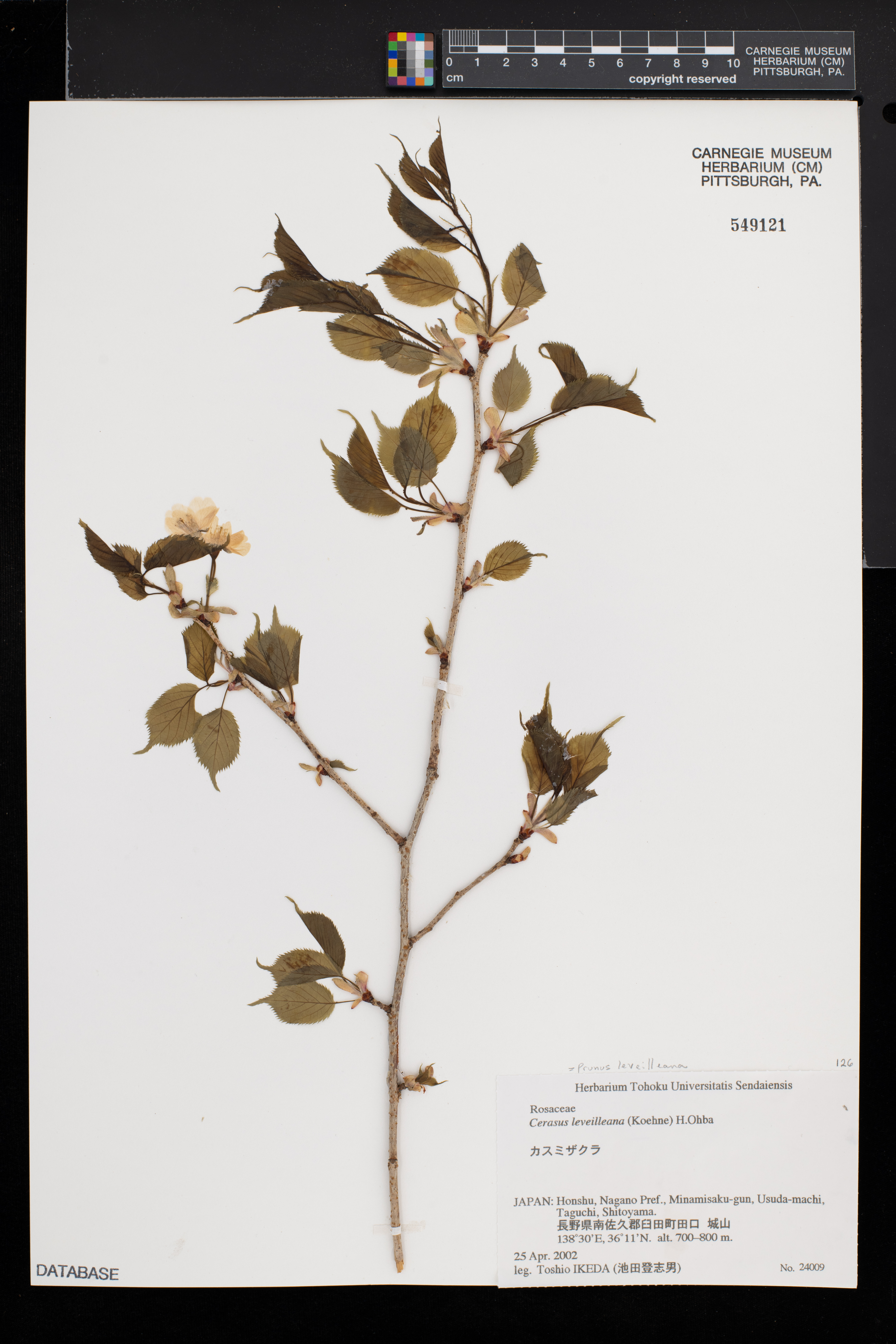 Prunus leveilleana image