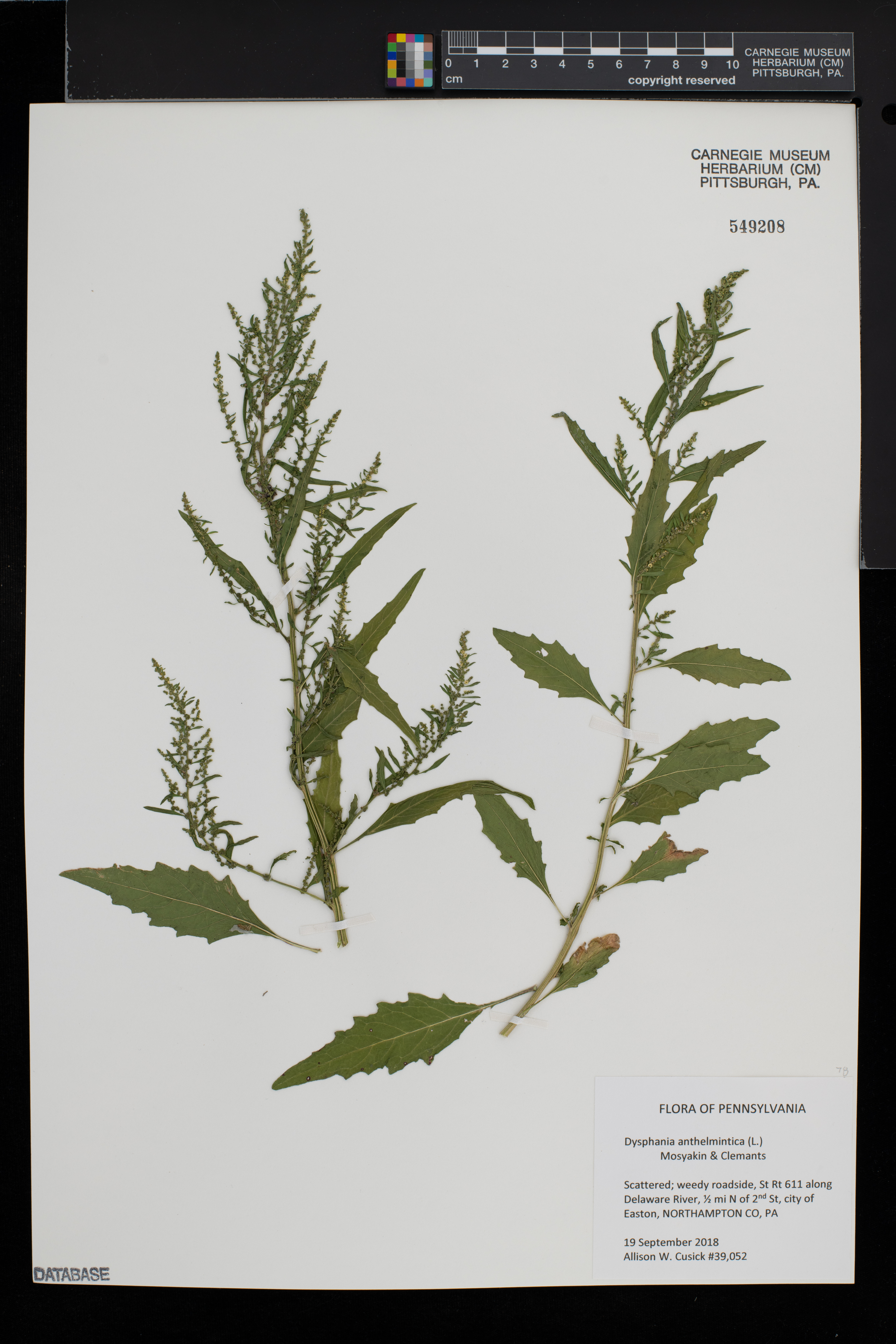 Dysphania anthelmintica image