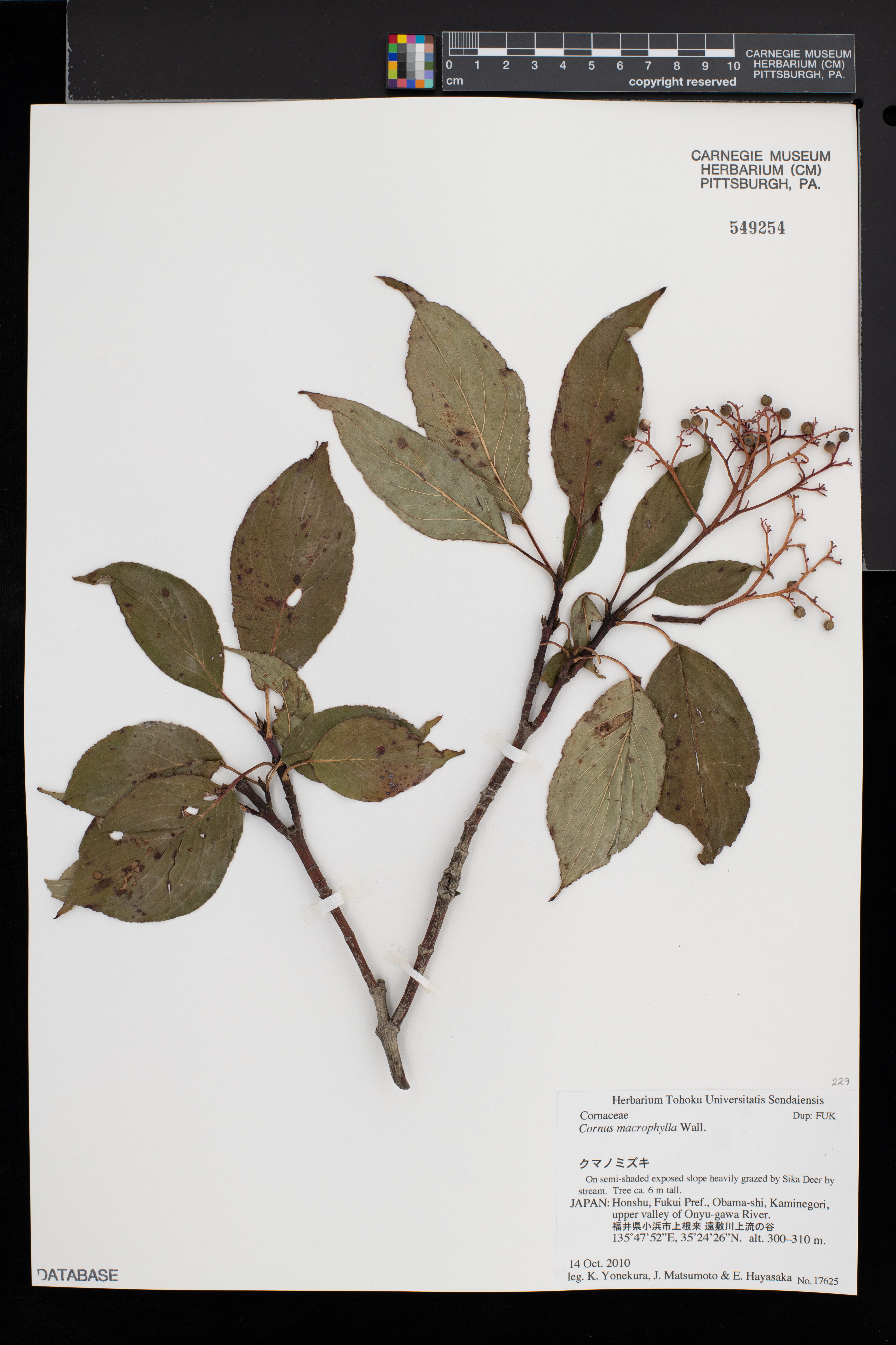 Cornus macrophylla image
