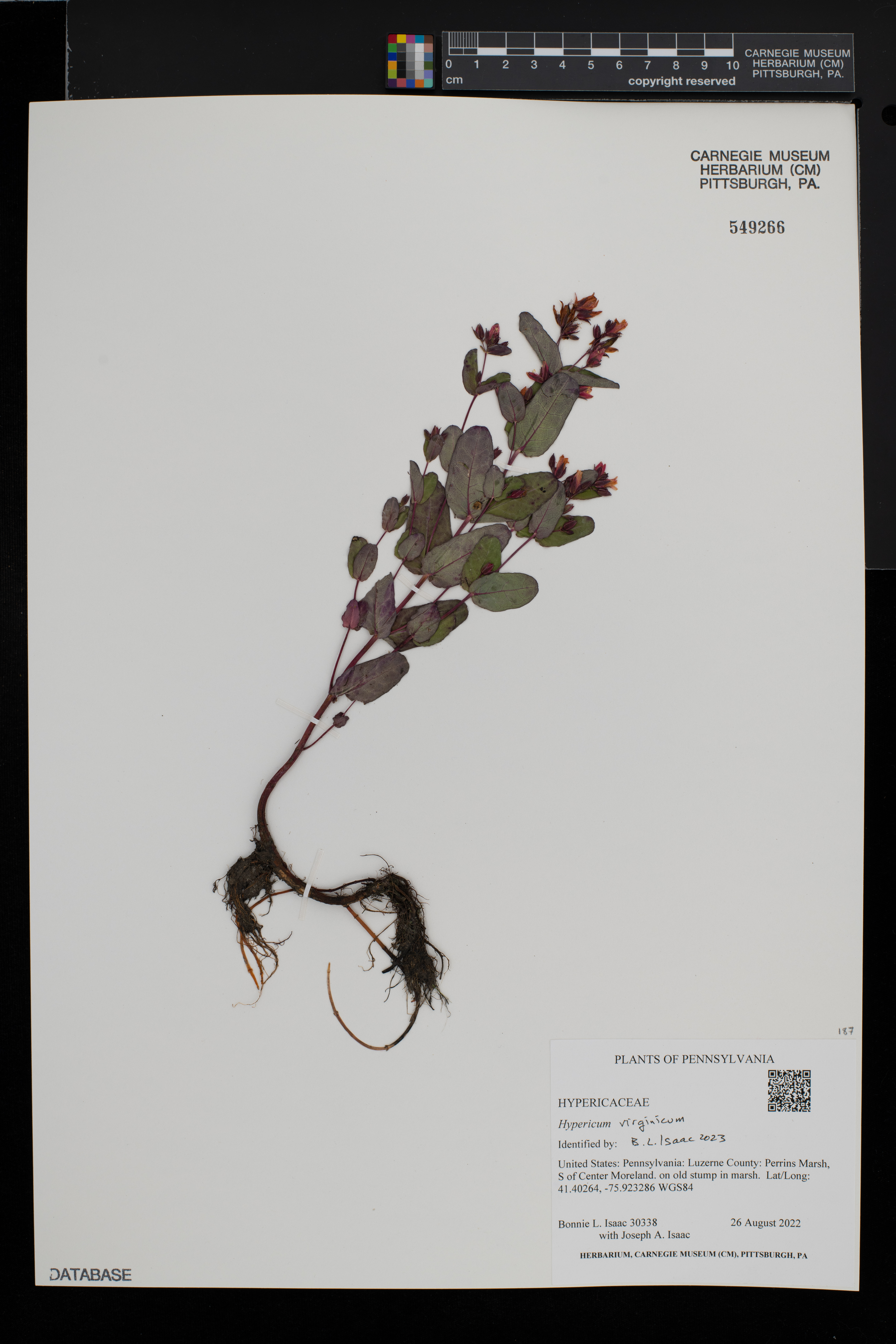 Hypericum virginicum image