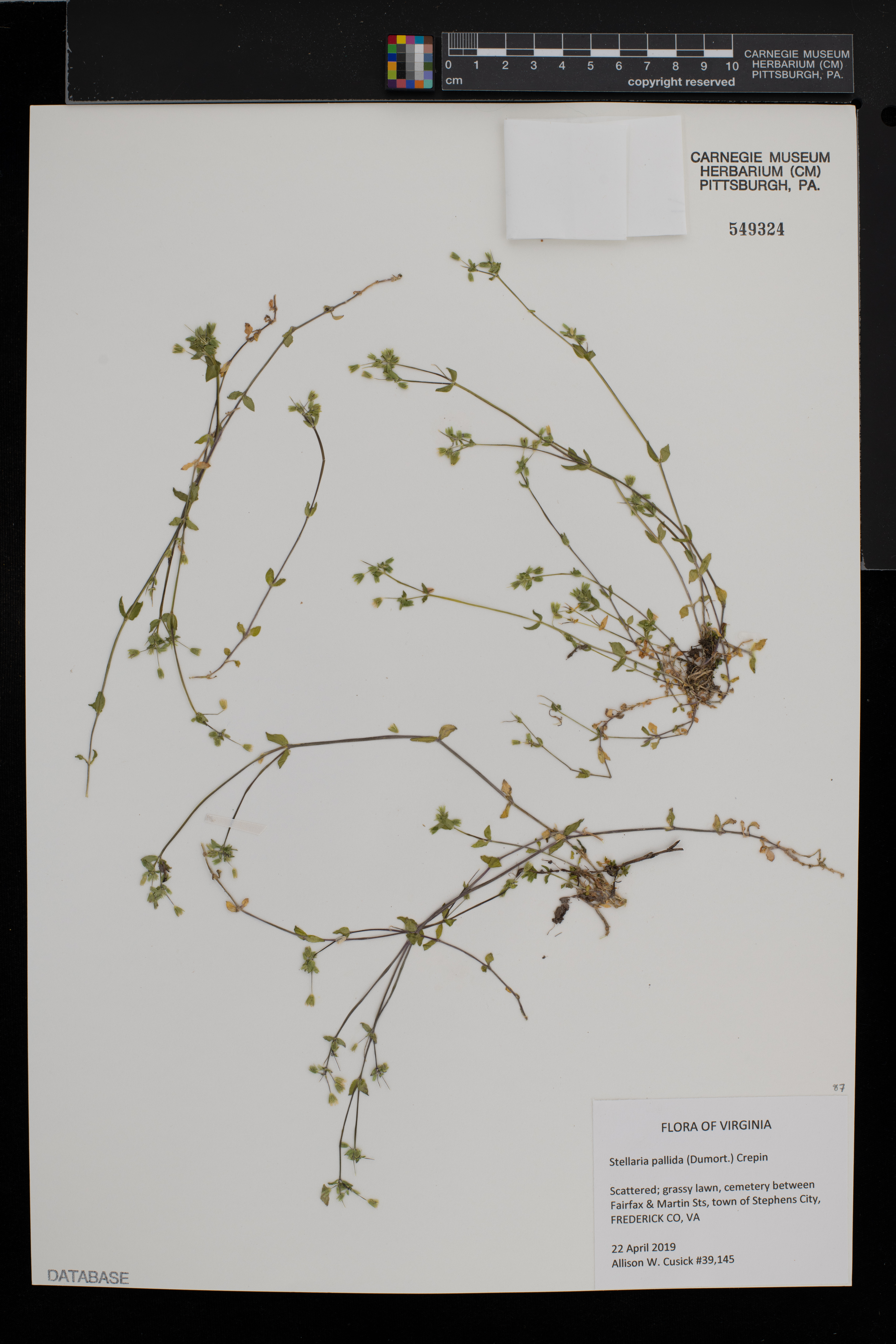 Stellaria pallida image
