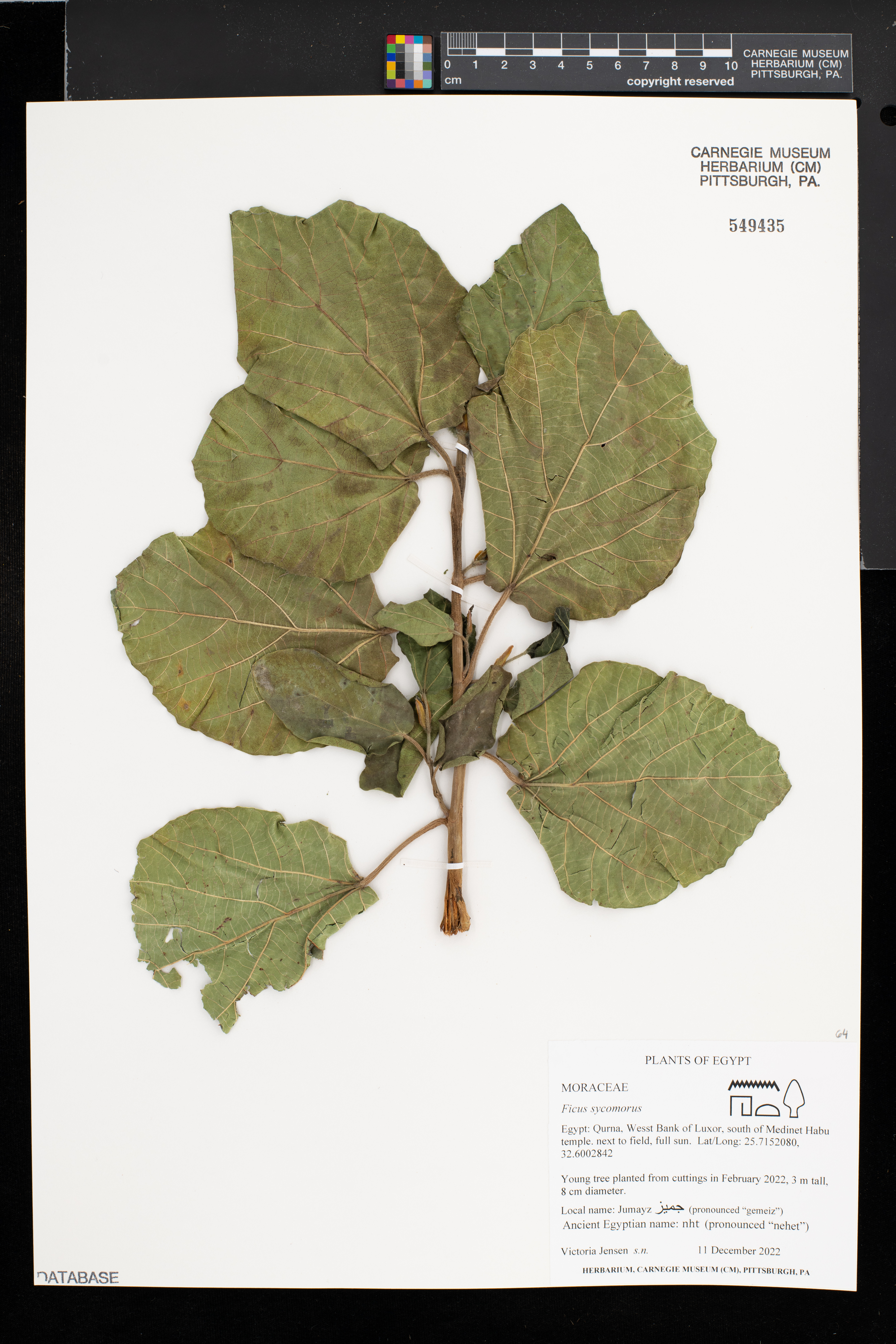 Ficus sycomorus image