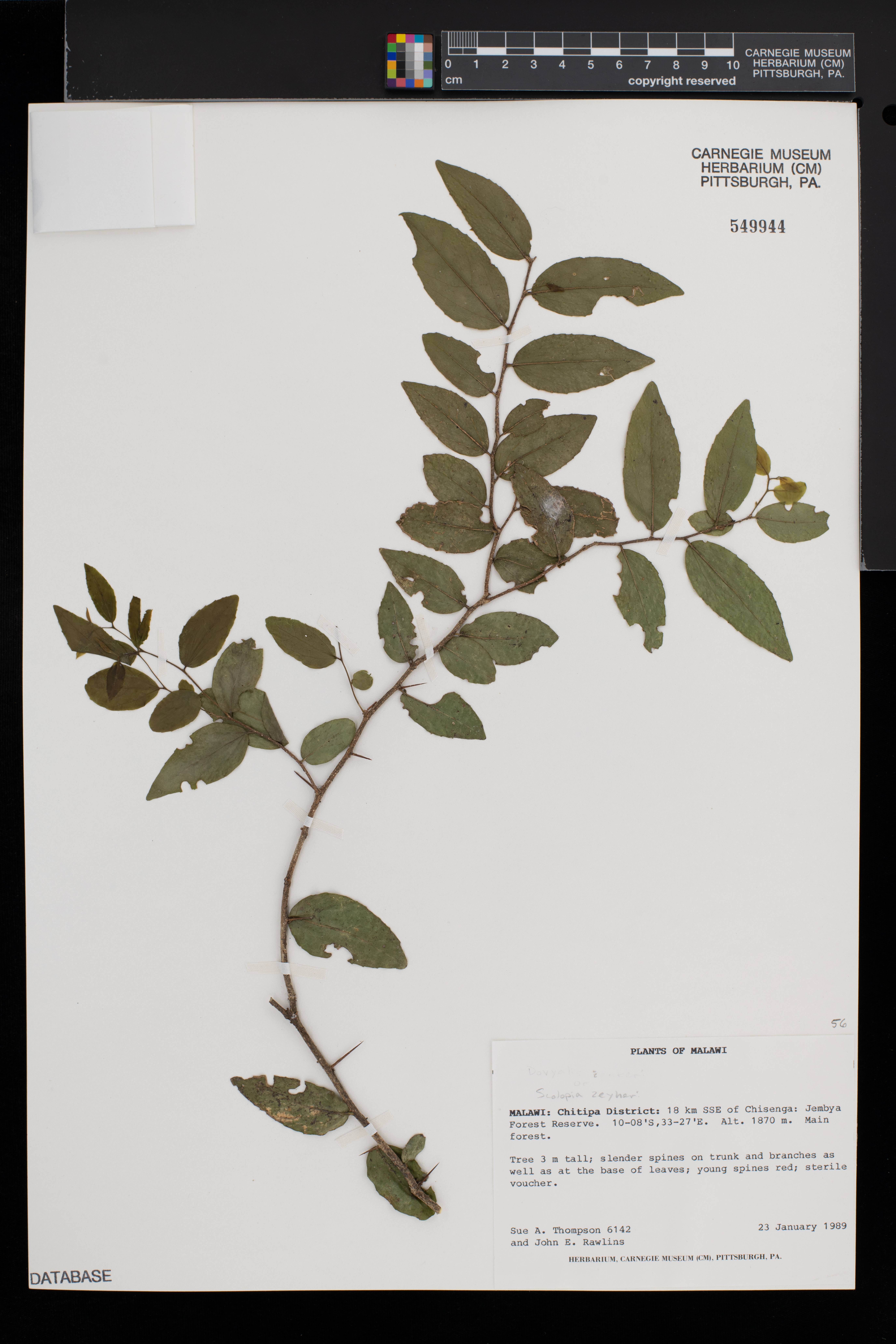 Scolopia zeyheri image