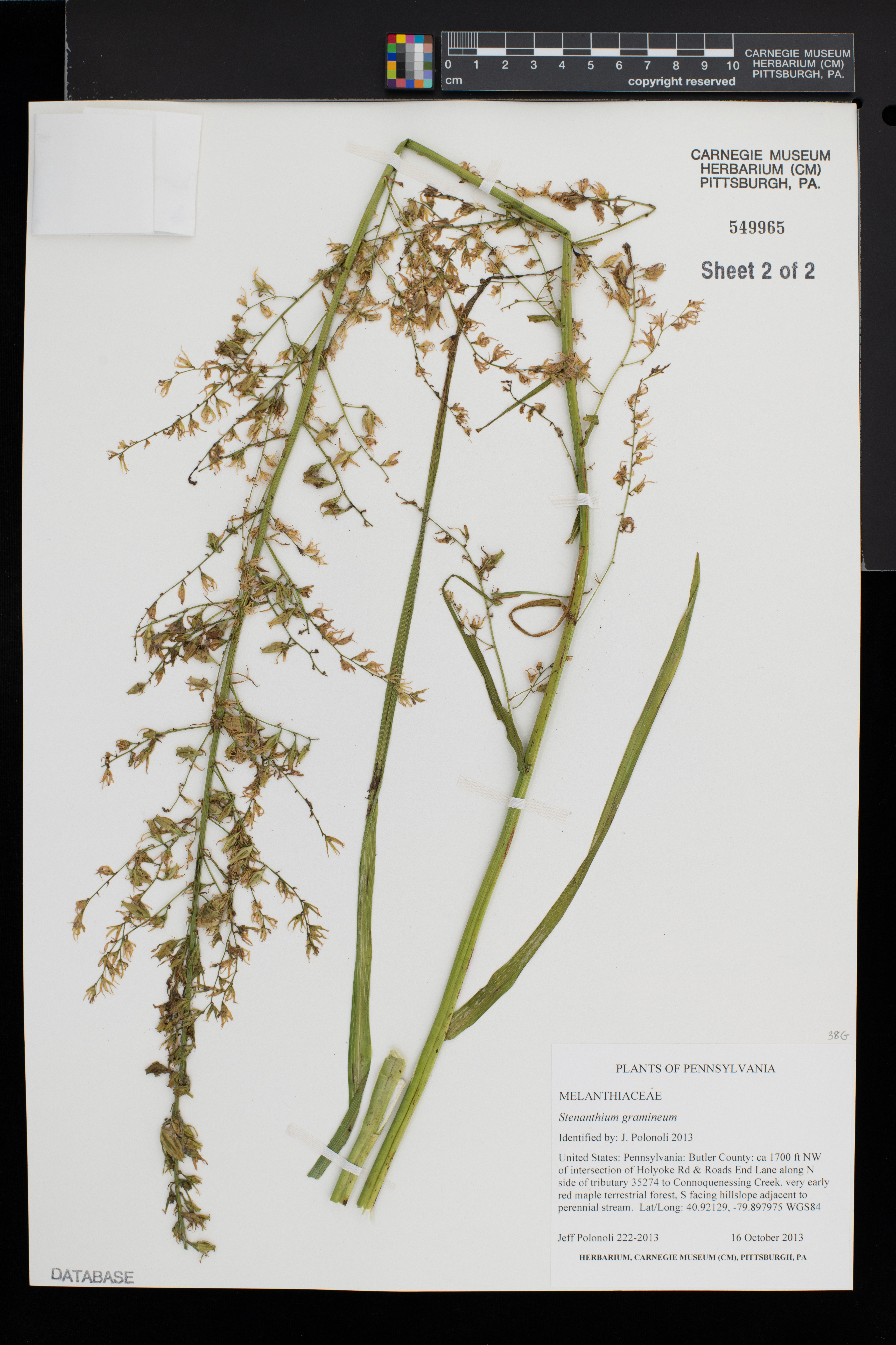 Stenanthium gramineum image