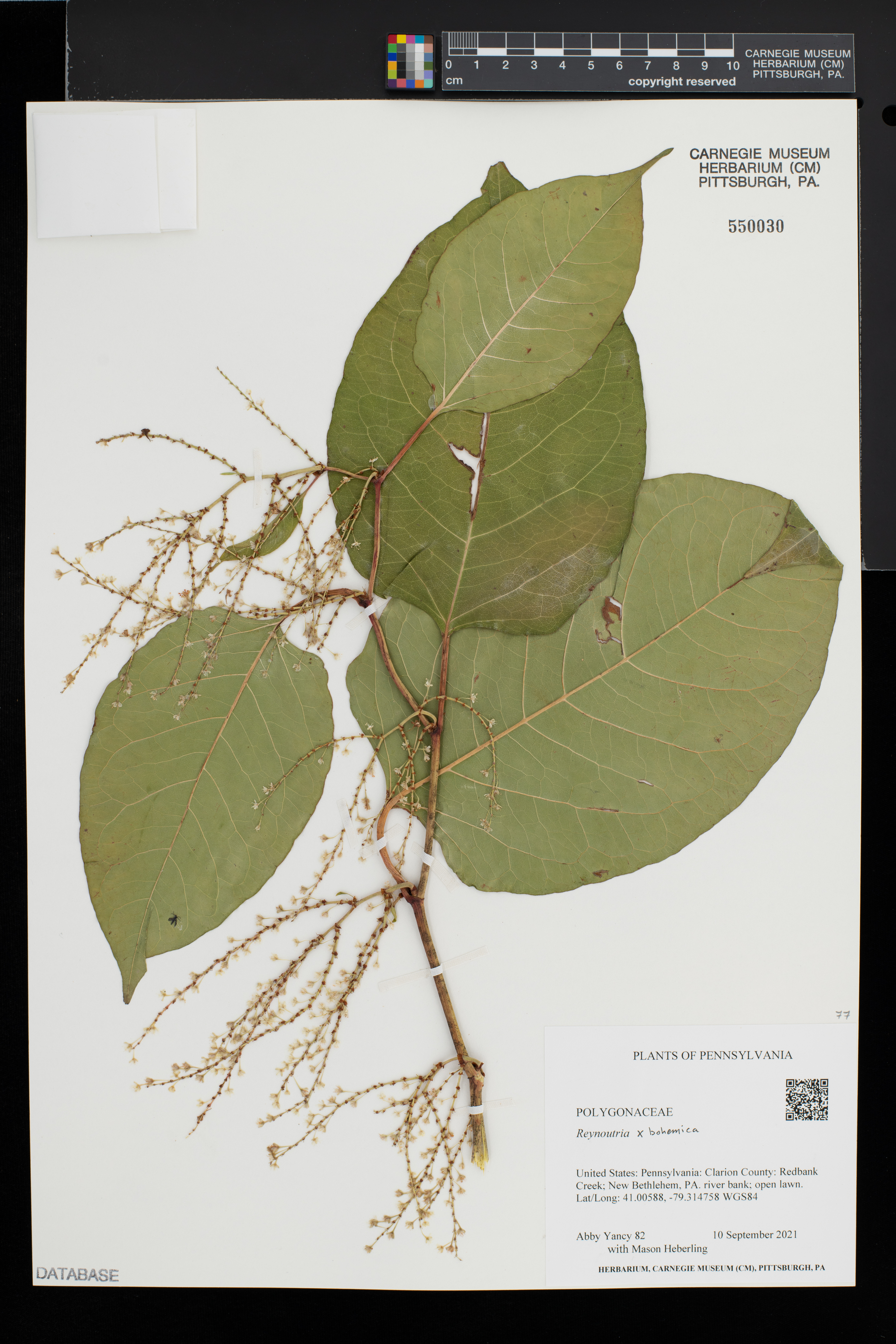 Reynoutria × bohemica image