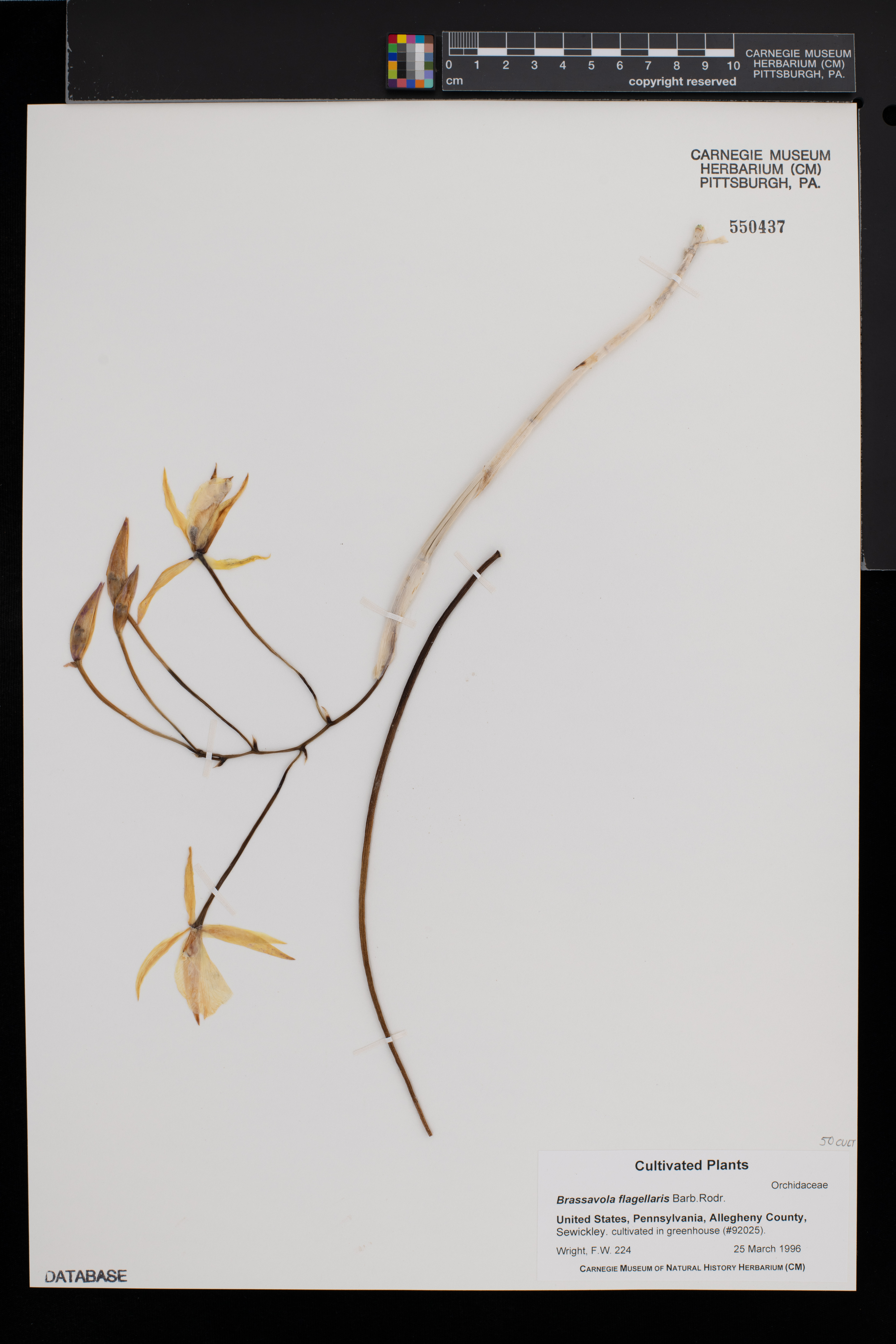 Brassavola flagellaris image