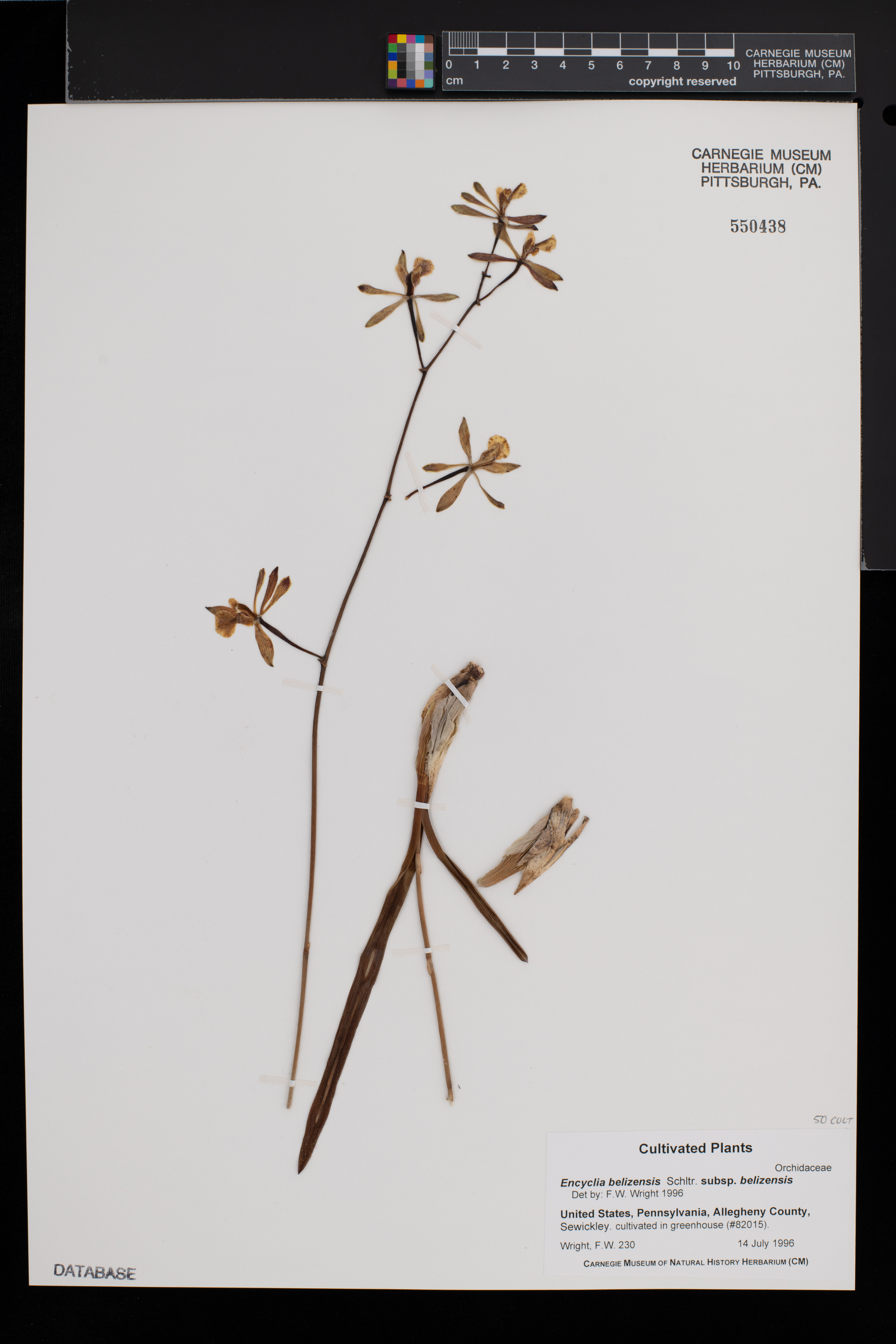 Encyclia belizensis subsp. belizensis image
