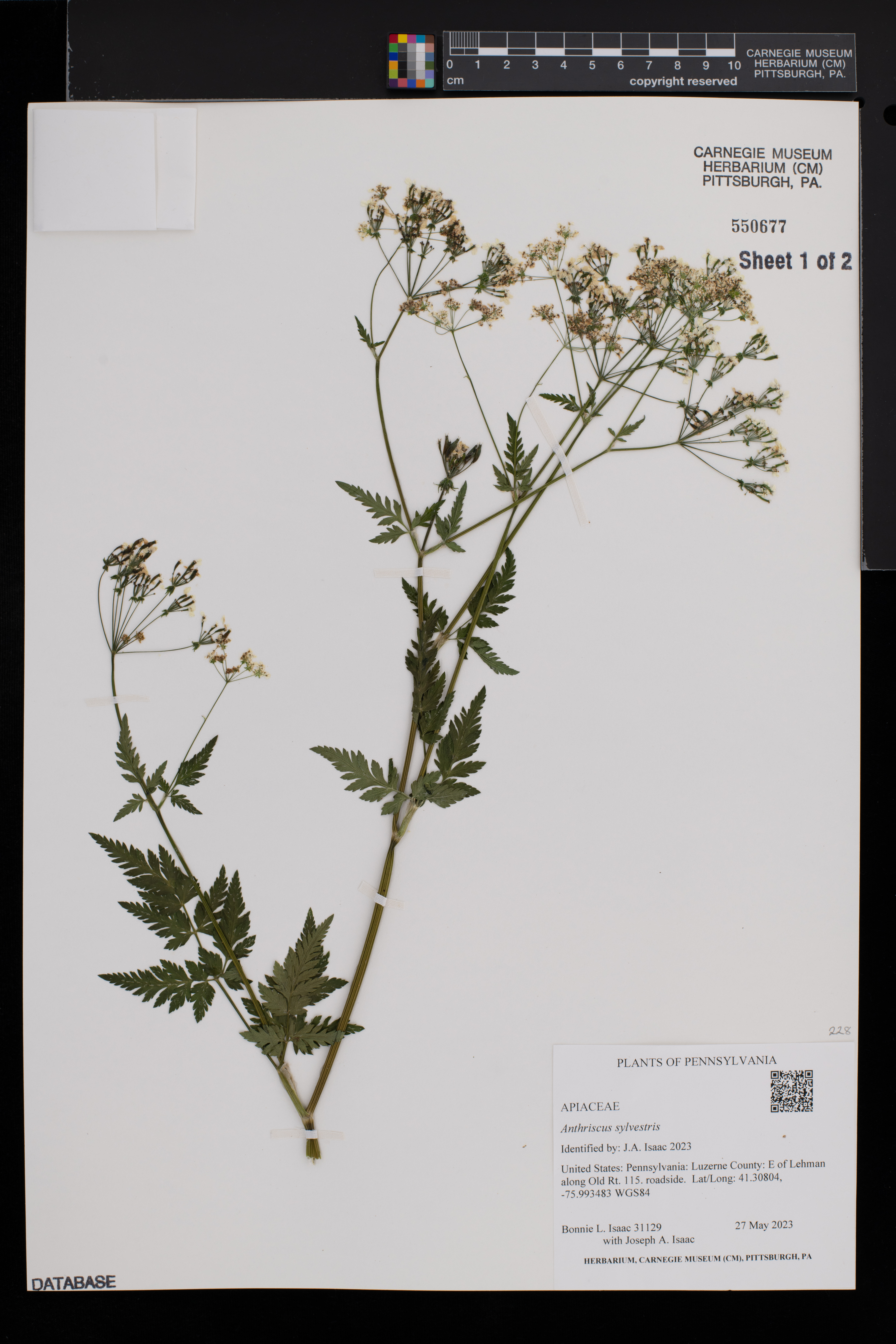 Anthriscus sylvestris image