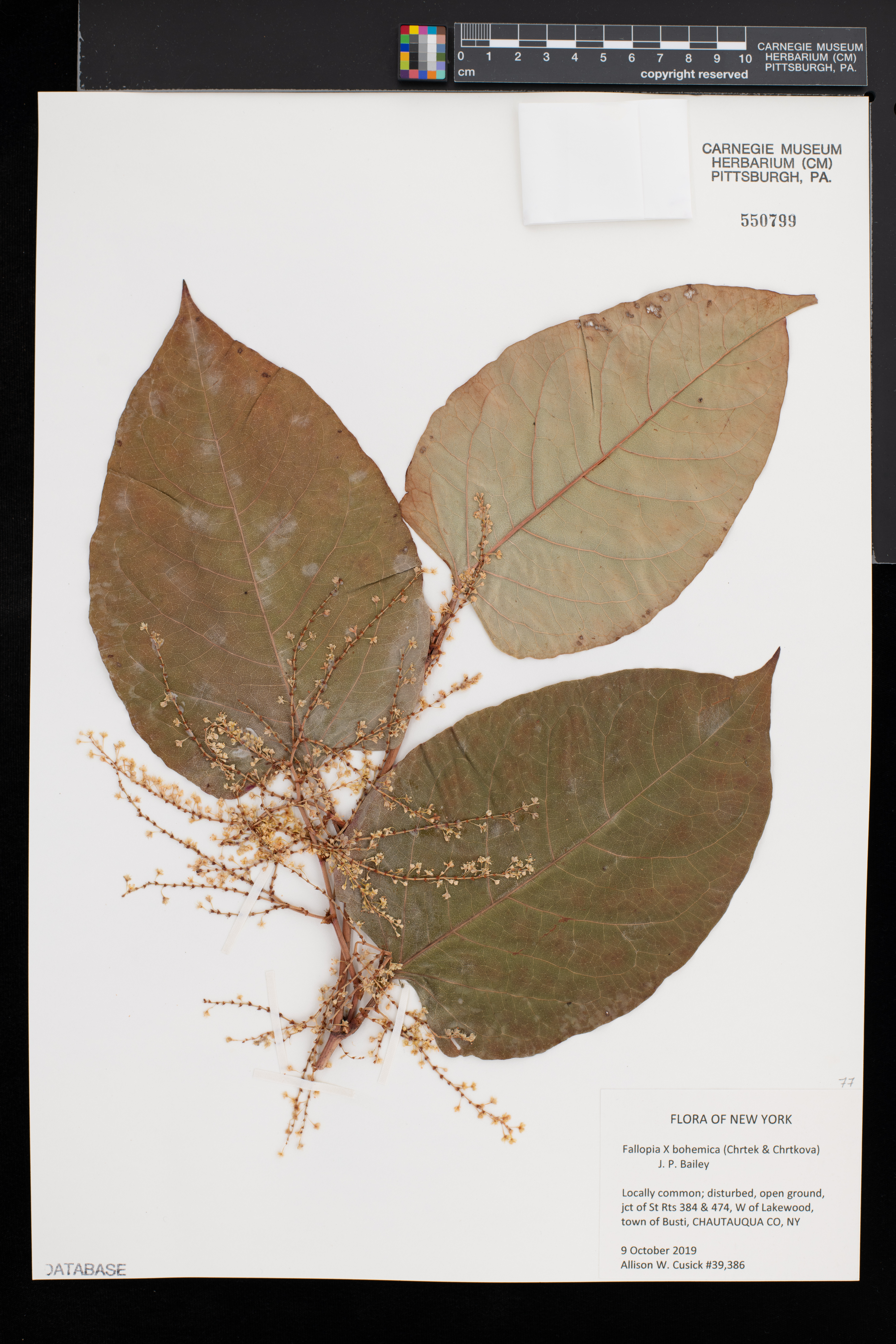 Reynoutria × bohemica image