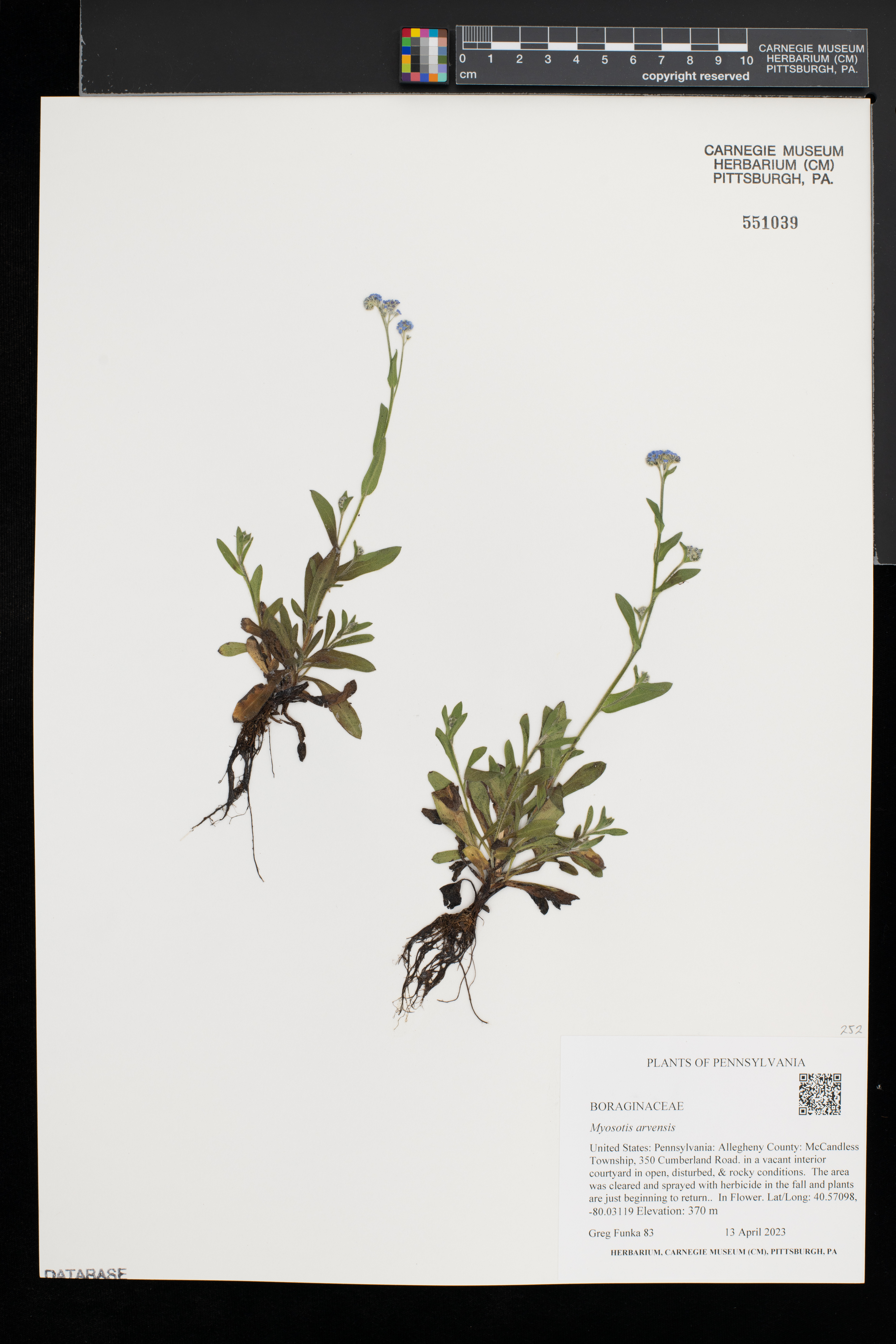 Myosotis arvensis image