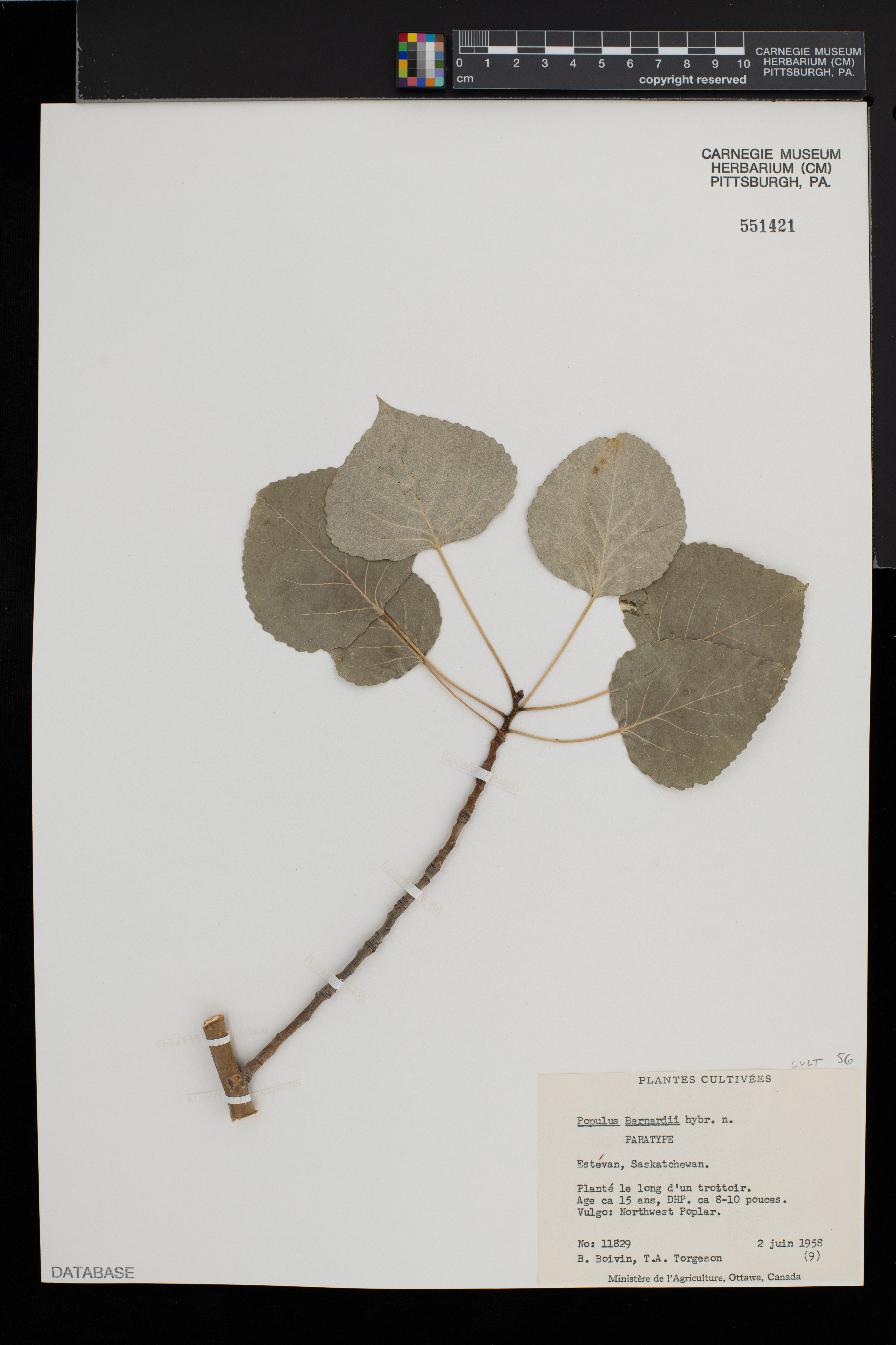 Populus × jackii image