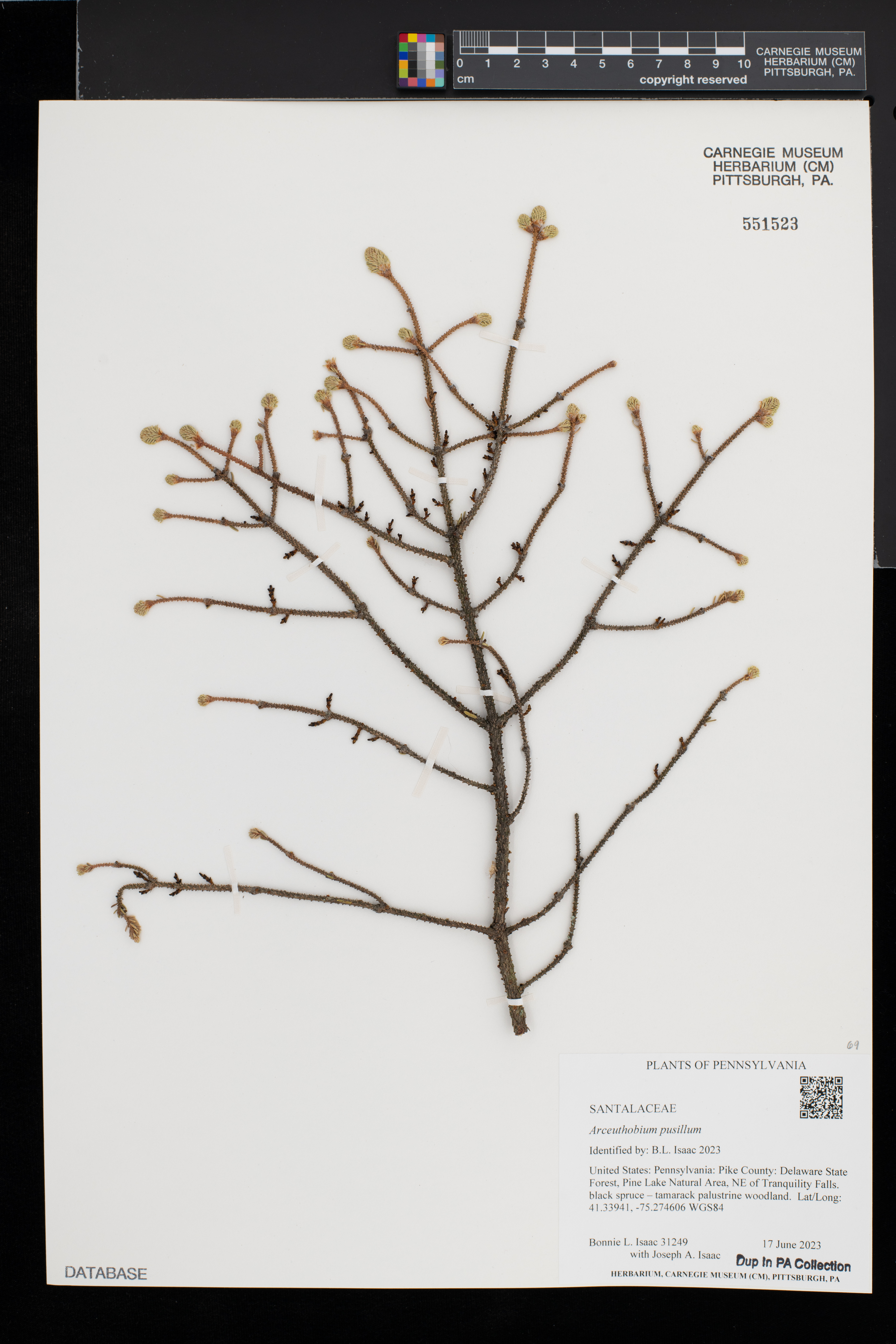 Arceuthobium pusillum image