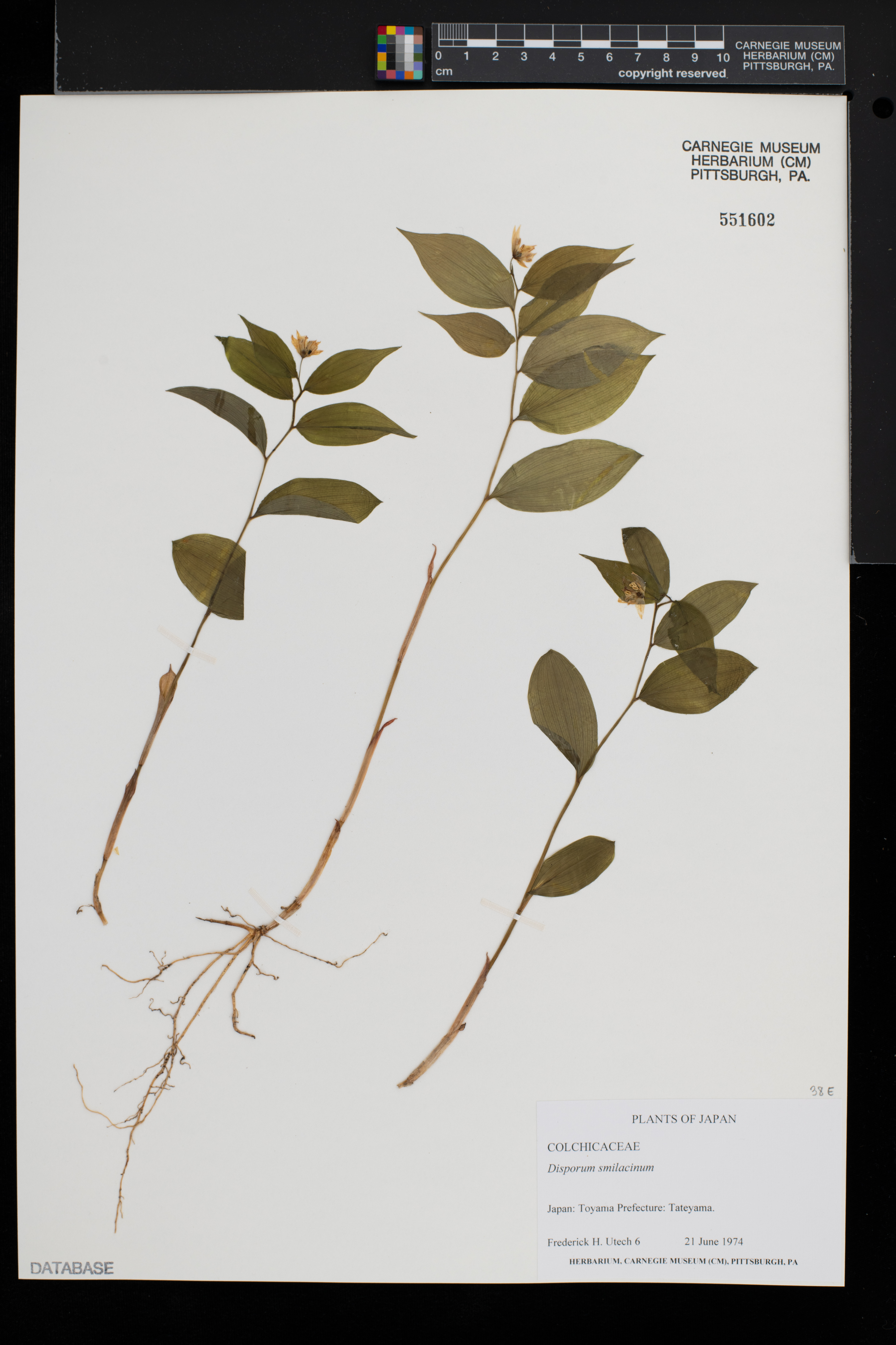 Disporum smilacinum image