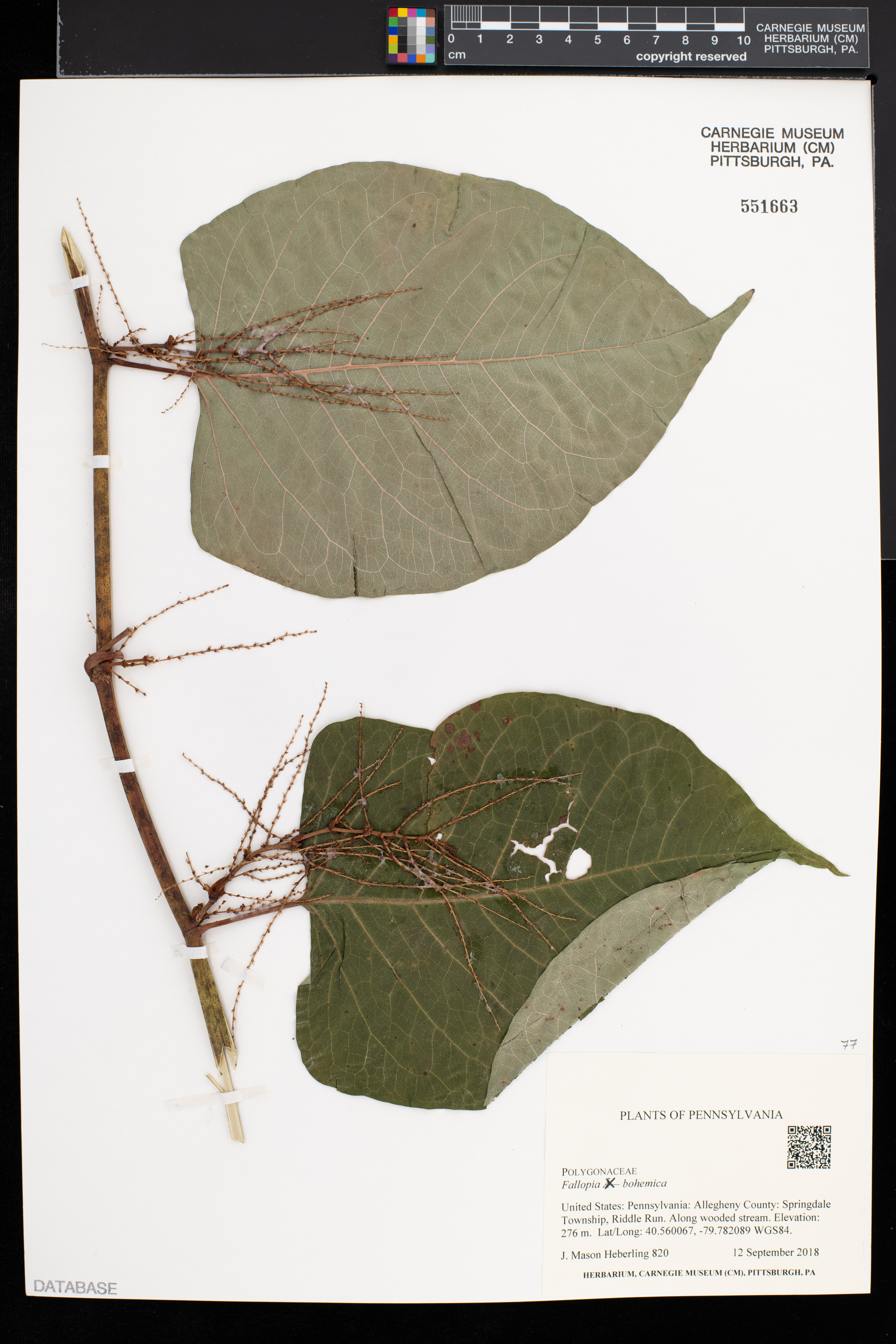 Reynoutria × bohemica image
